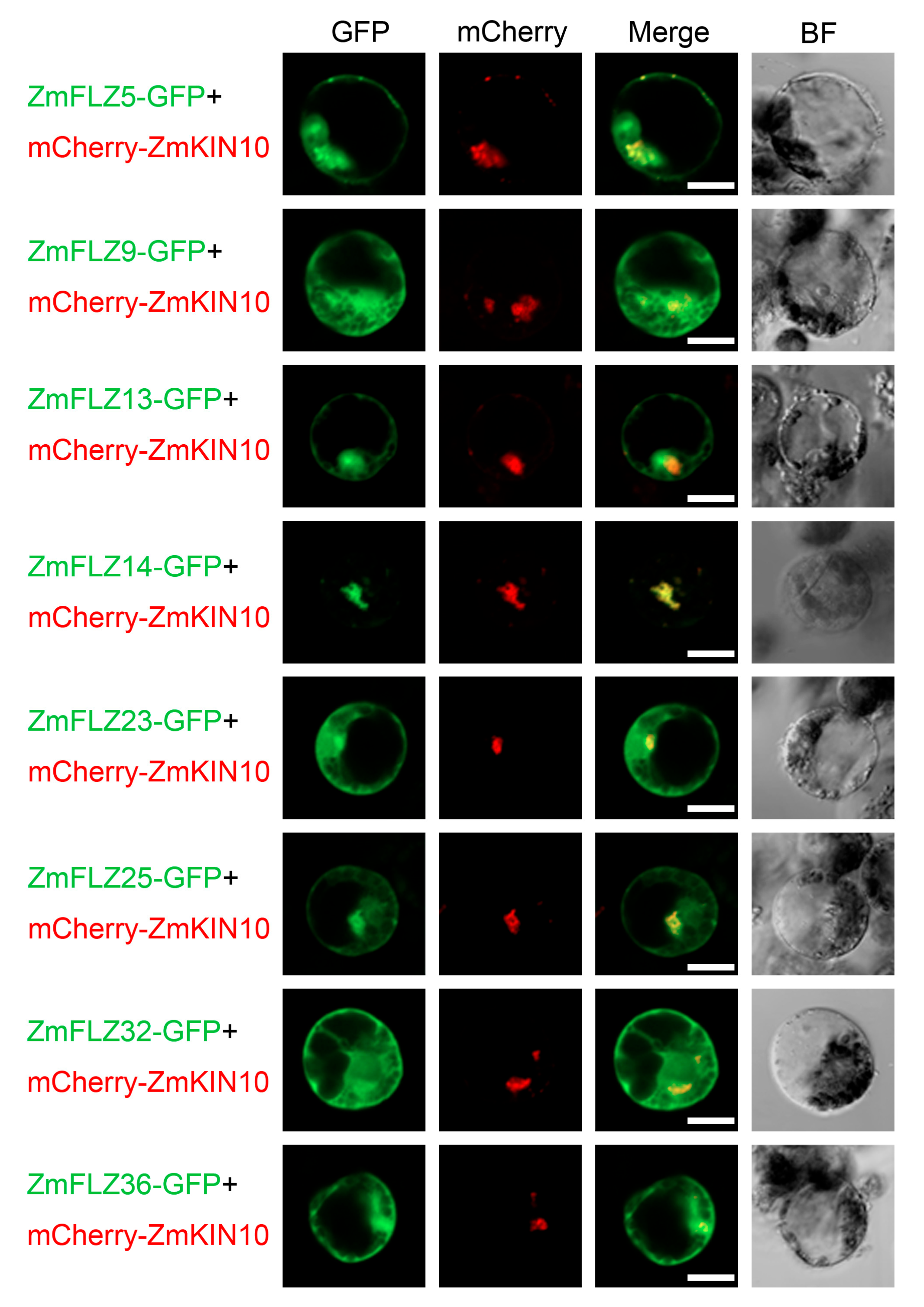 Ijms 22 03529 g004