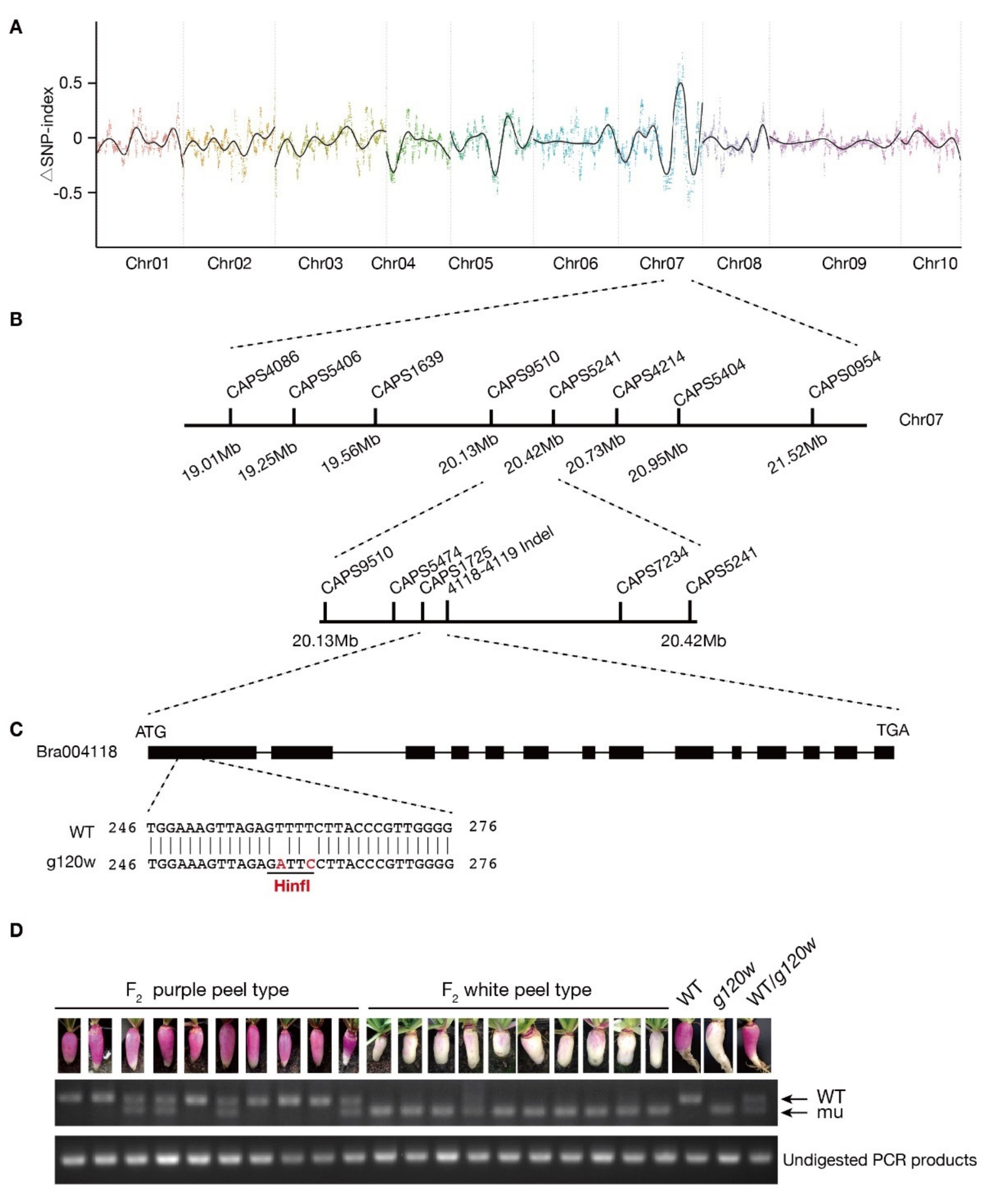 Ijms 22 03538 g002 Ijms 22 03538 g002