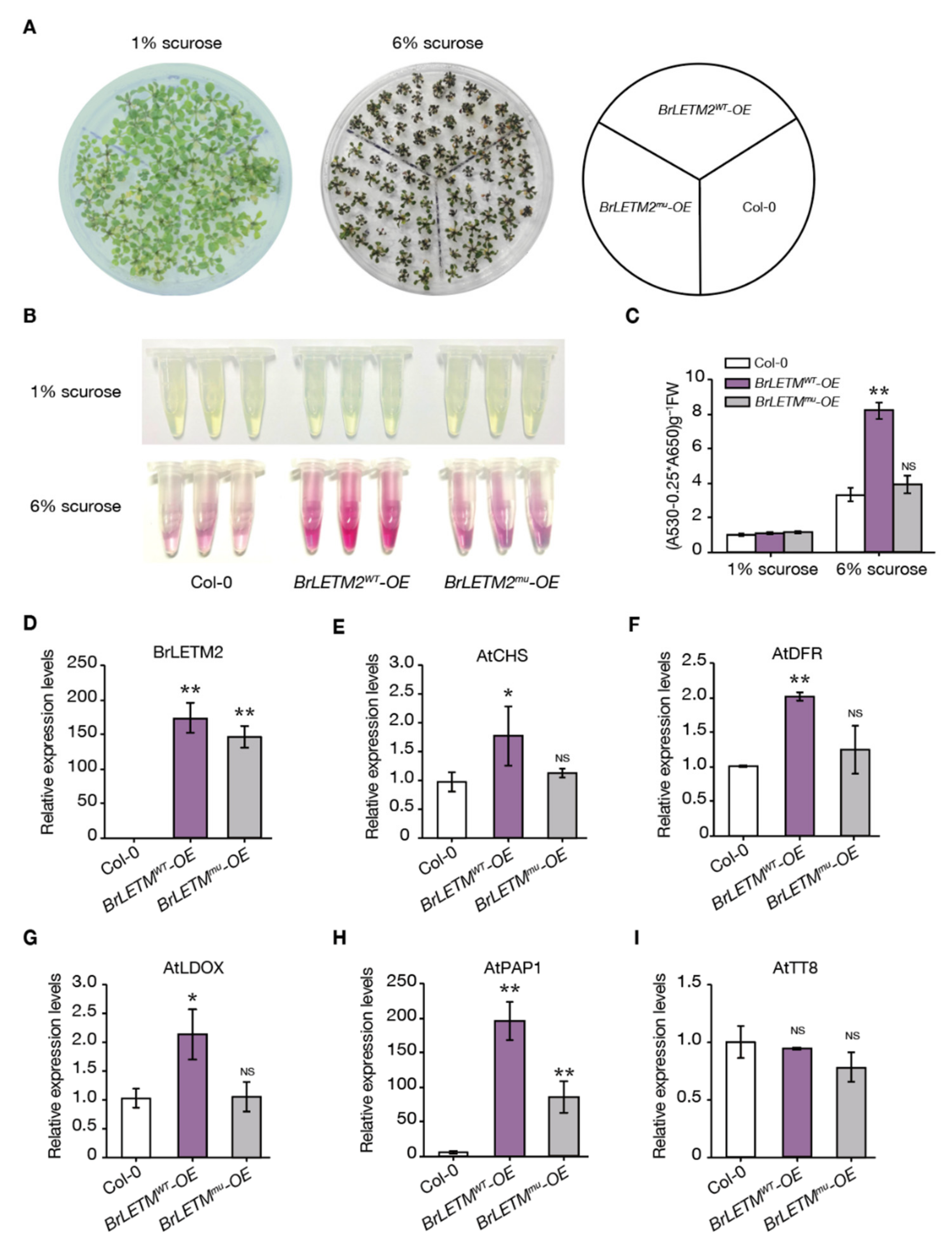 Ijms 22 03538 g004 Ijms 22 03538 g004