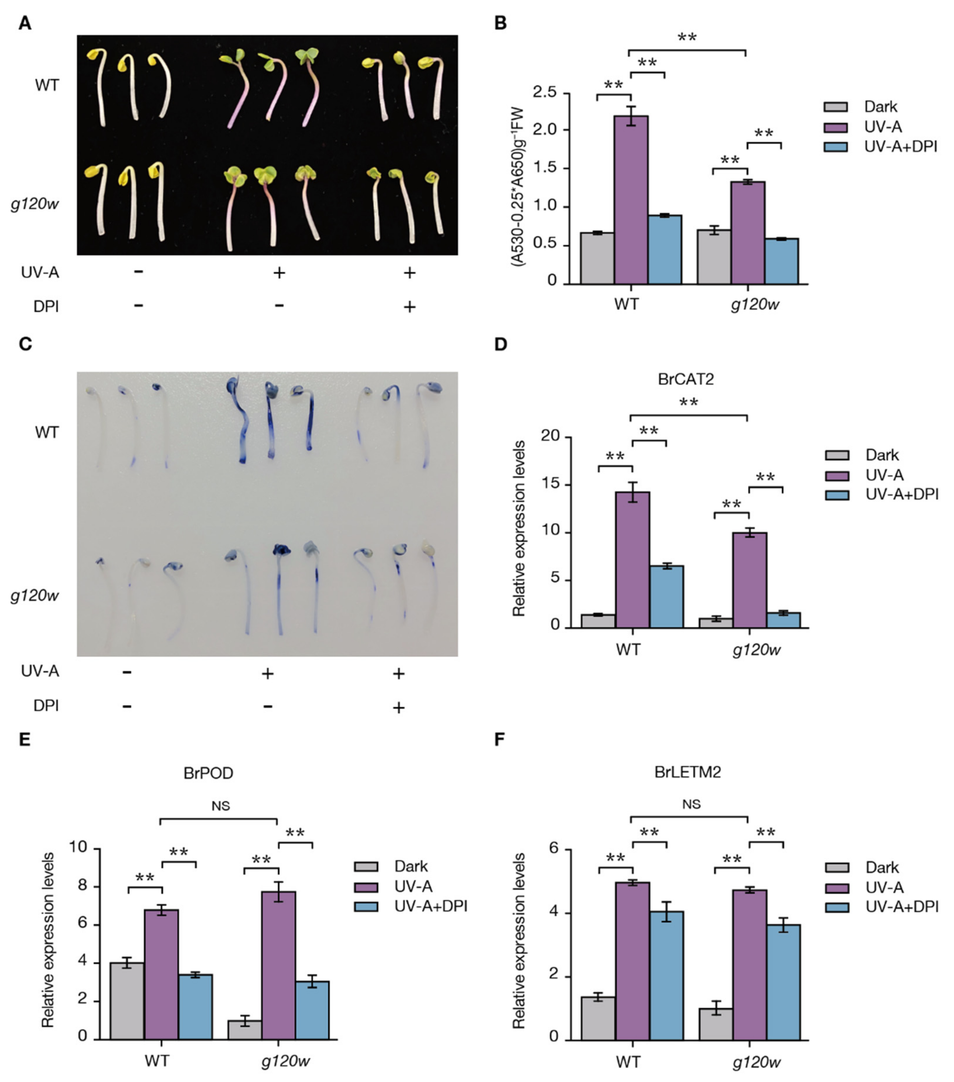 Ijms 22 03538 g006 Ijms 22 03538 g006