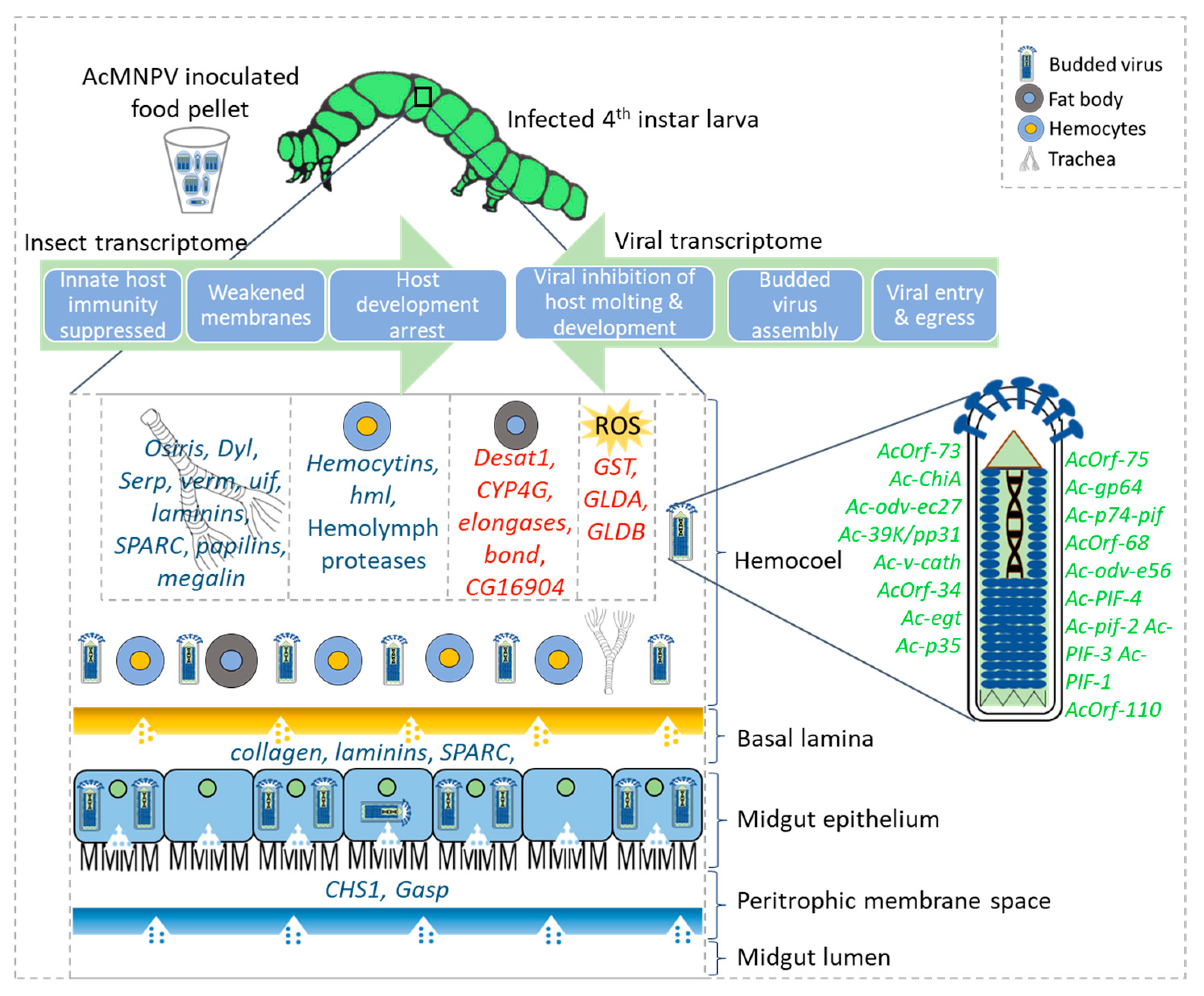 Ijms 22 03568 g006 Ijms 22 03568 g006