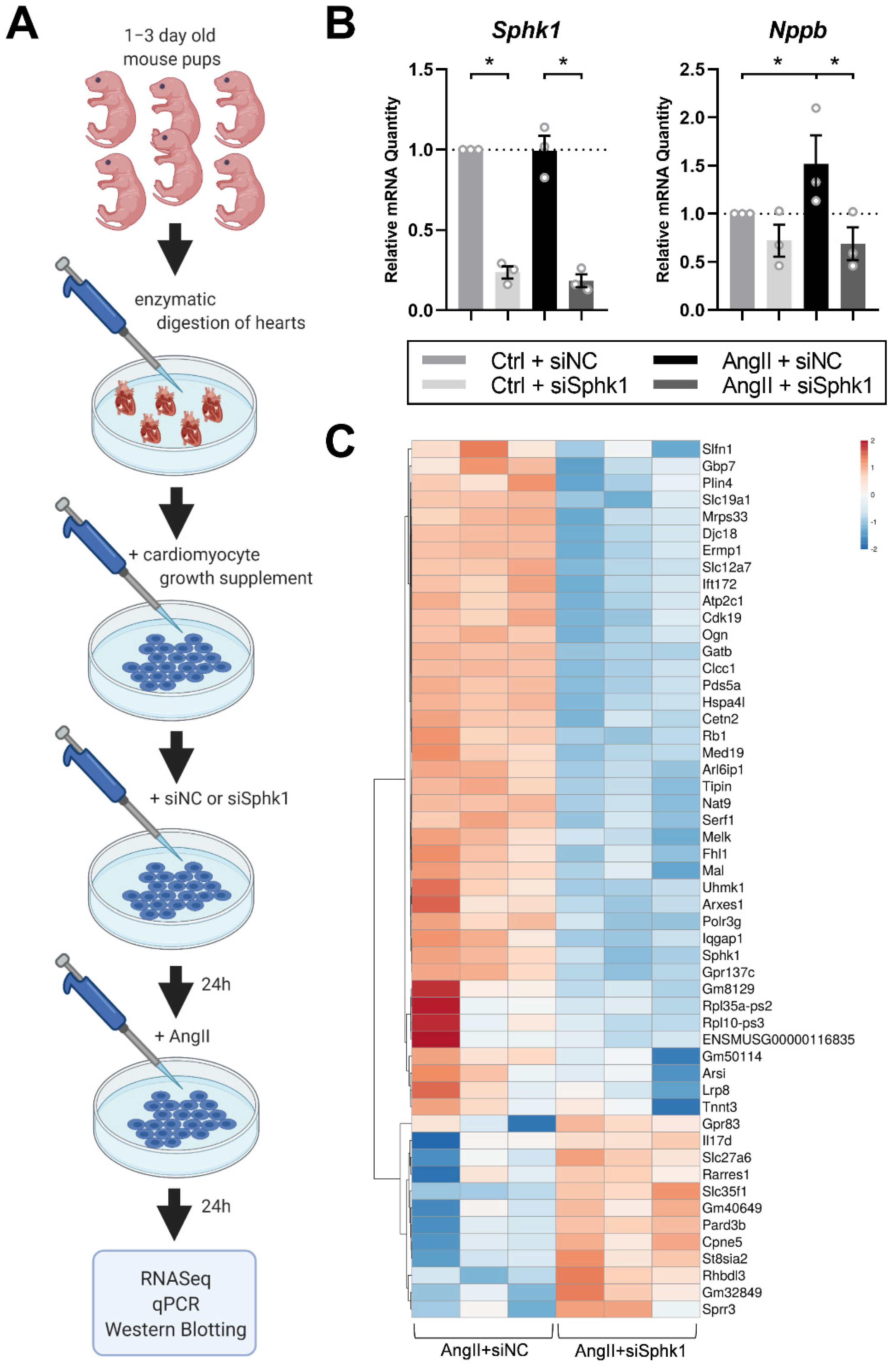 Ijms 22 03616 g001 Ijms 22 03616 g001