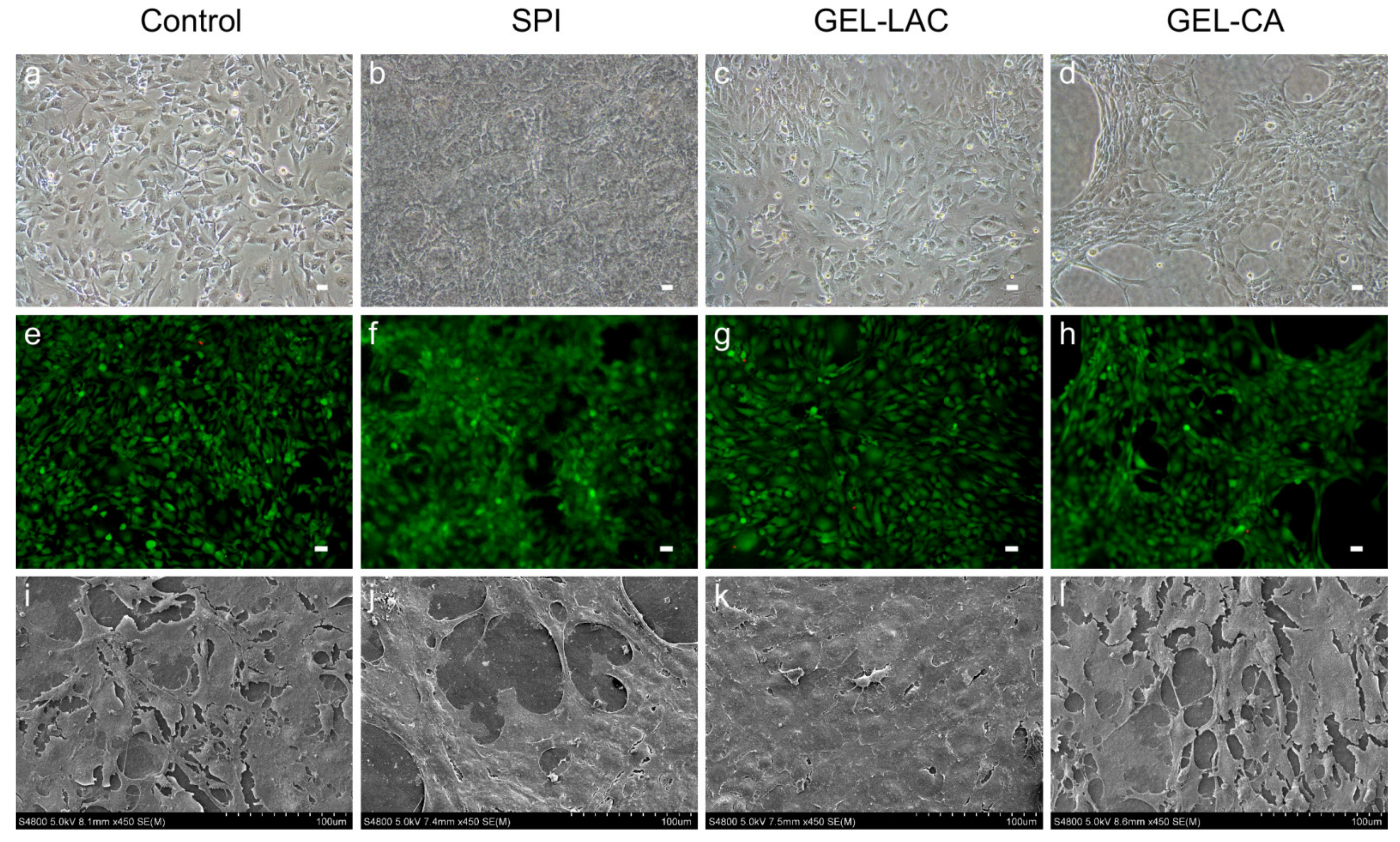 Ijms 22 03648 g006 Ijms 22 03648 g006