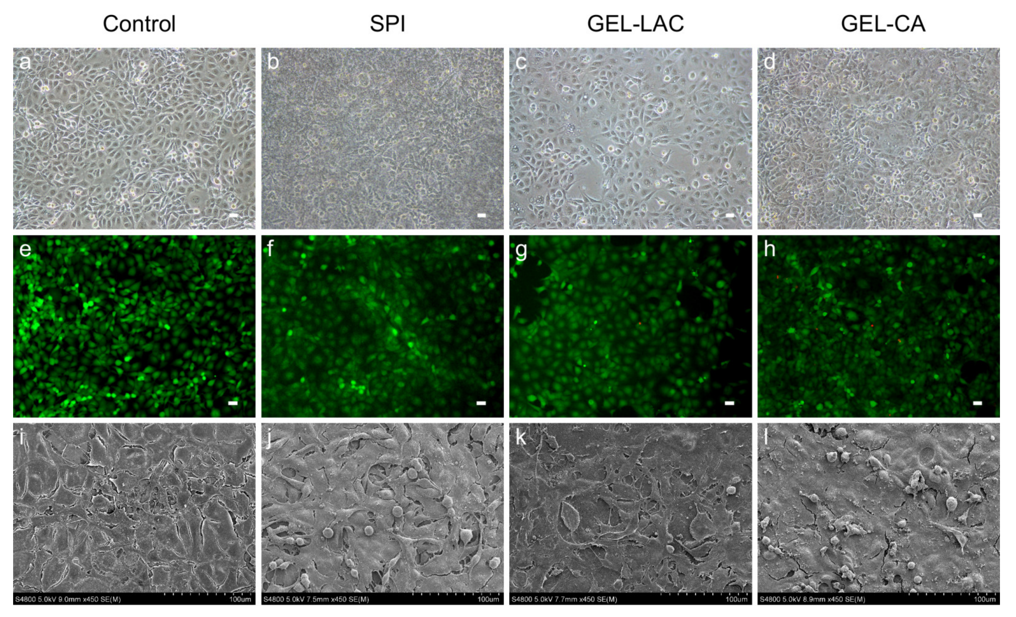 Ijms 22 03648 g007 Ijms 22 03648 g007