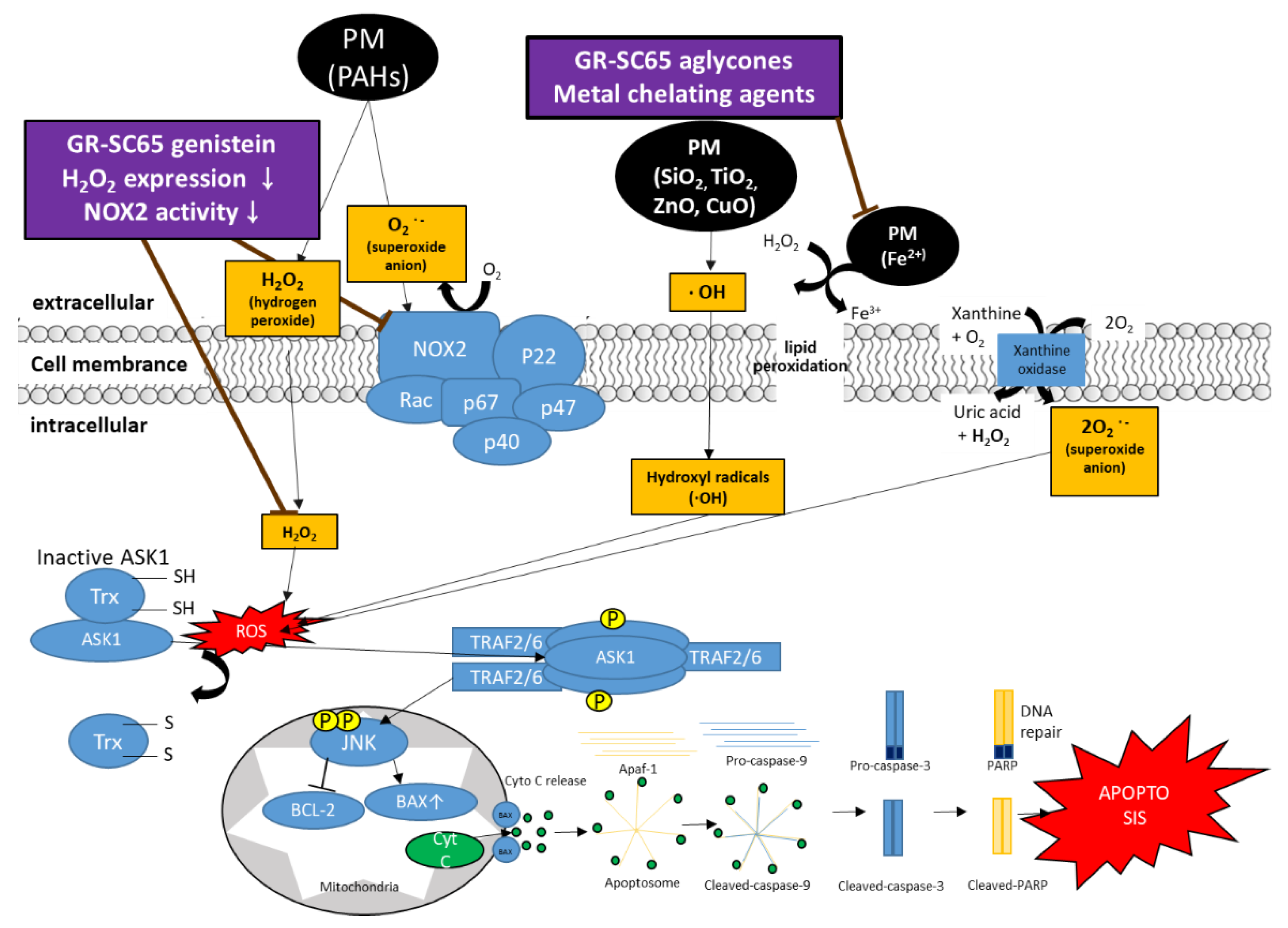 Ijms 22 03660 g008 Ijms 22 03660 g008
