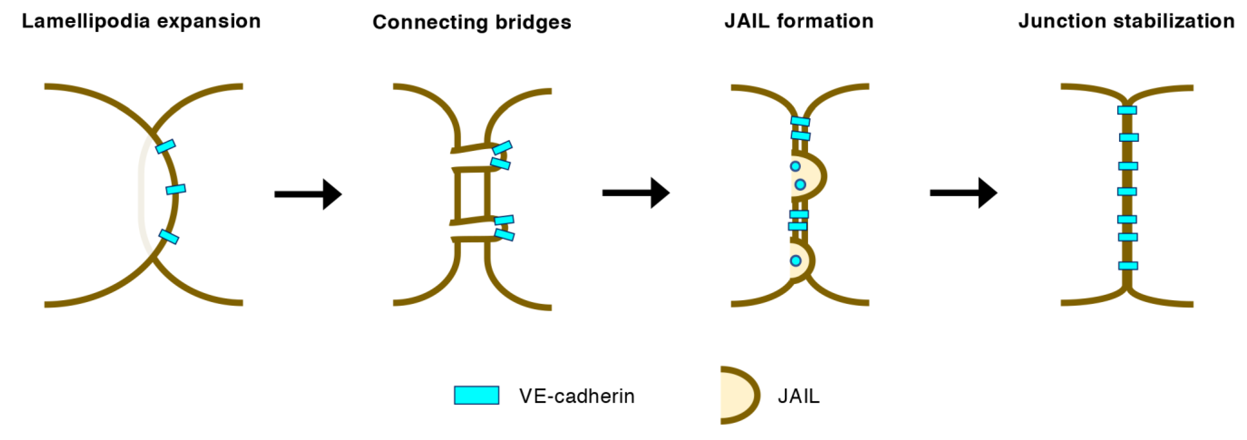 Ijms 22 03684 g004 Ijms 22 03684 g004