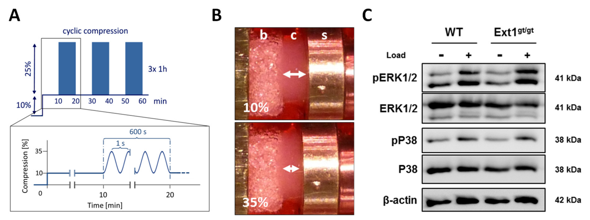 Ijms 22 03726 g003 Ijms 22 03726 g003