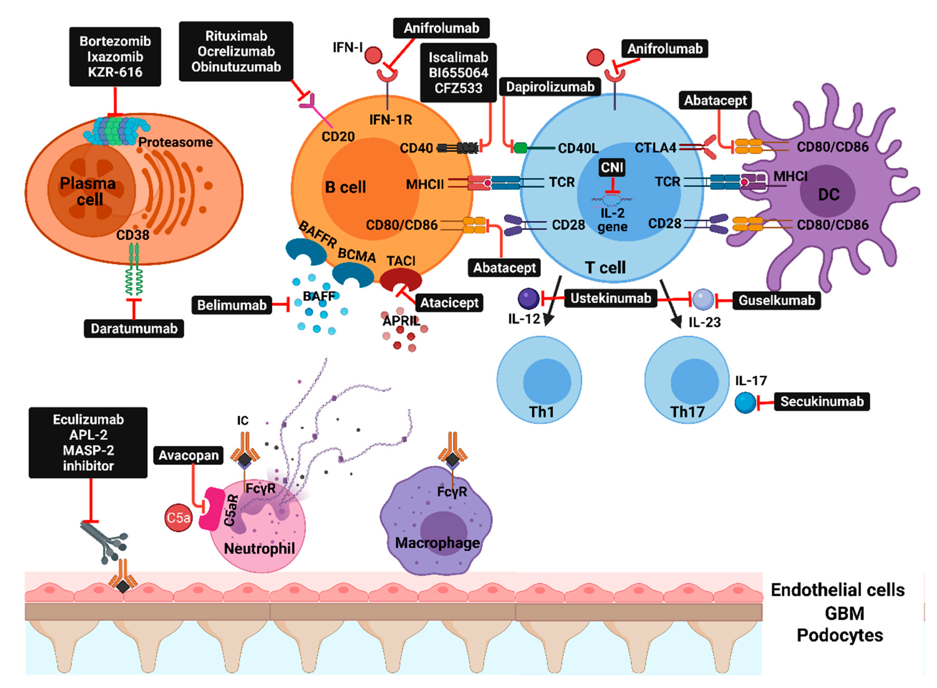 Ijms 22 03766 g002 Ijms 22 03766 g002