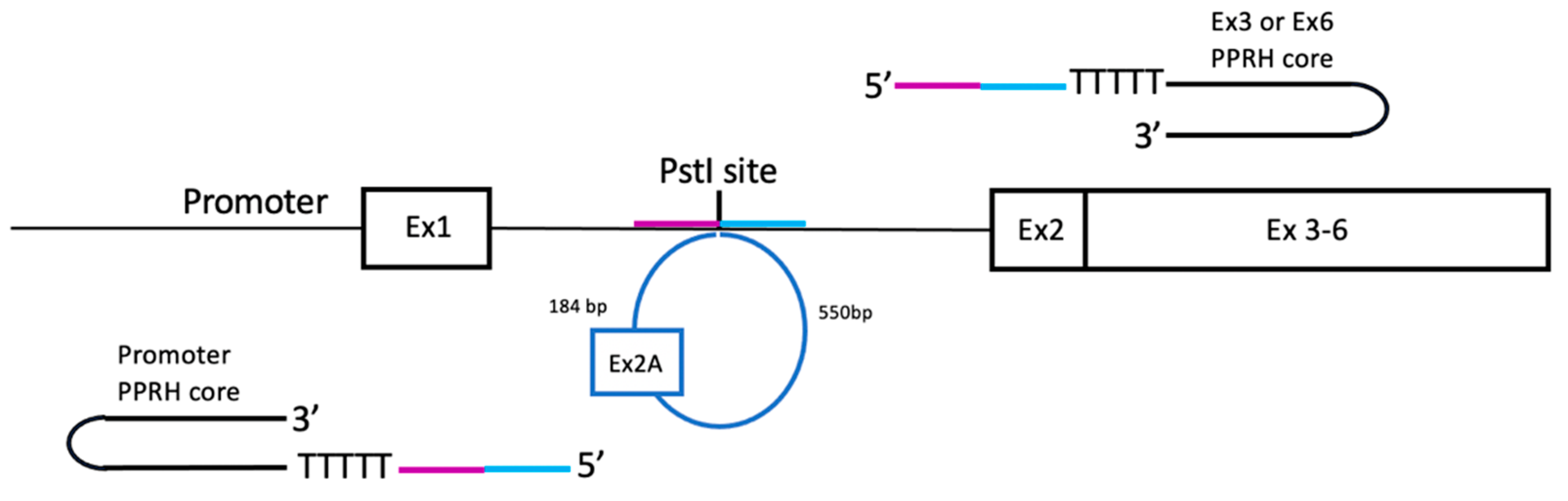 Ijms 22 03784 g002 Ijms 22 03784 g002