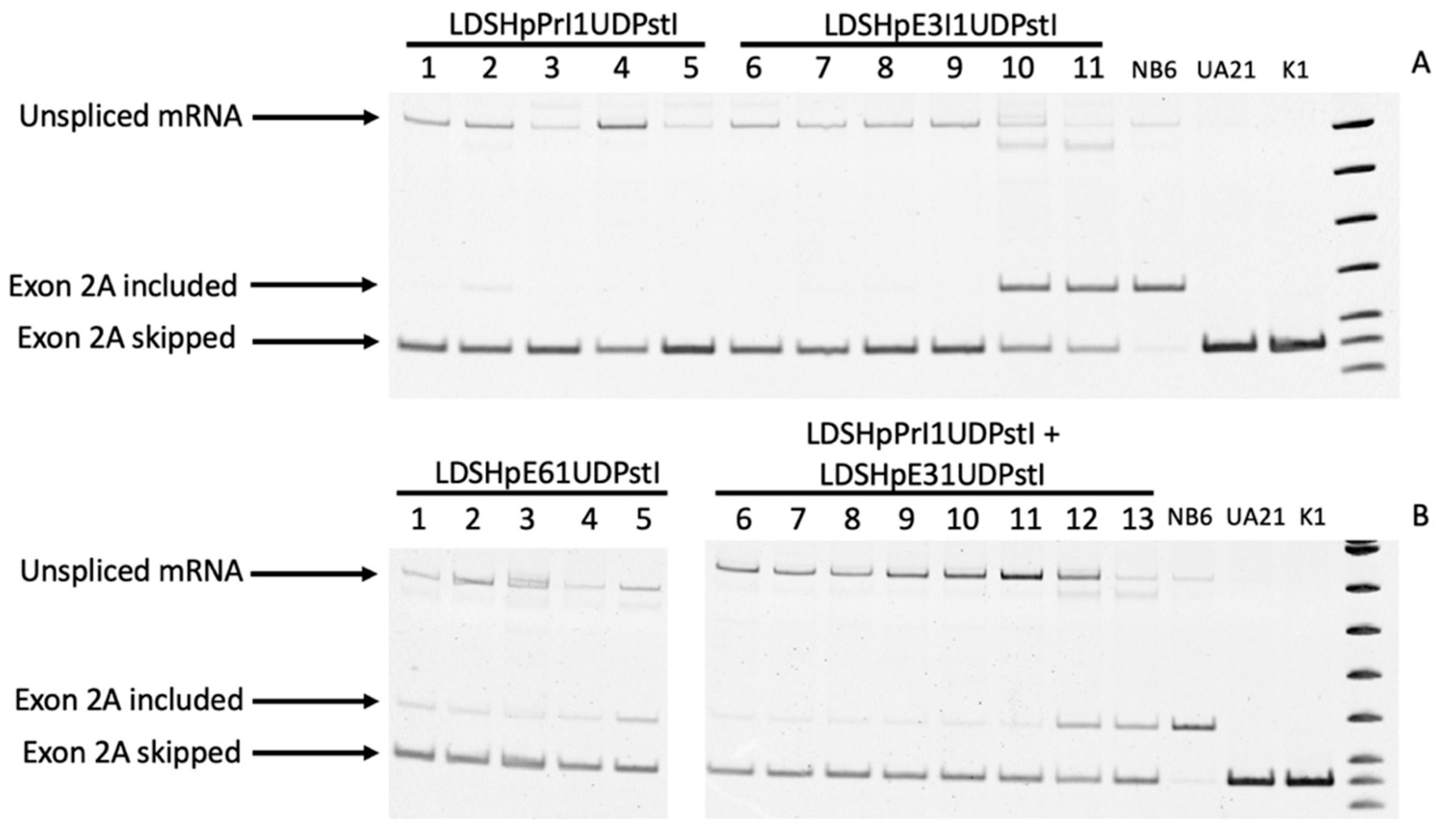Ijms 22 03784 g004 Ijms 22 03784 g004