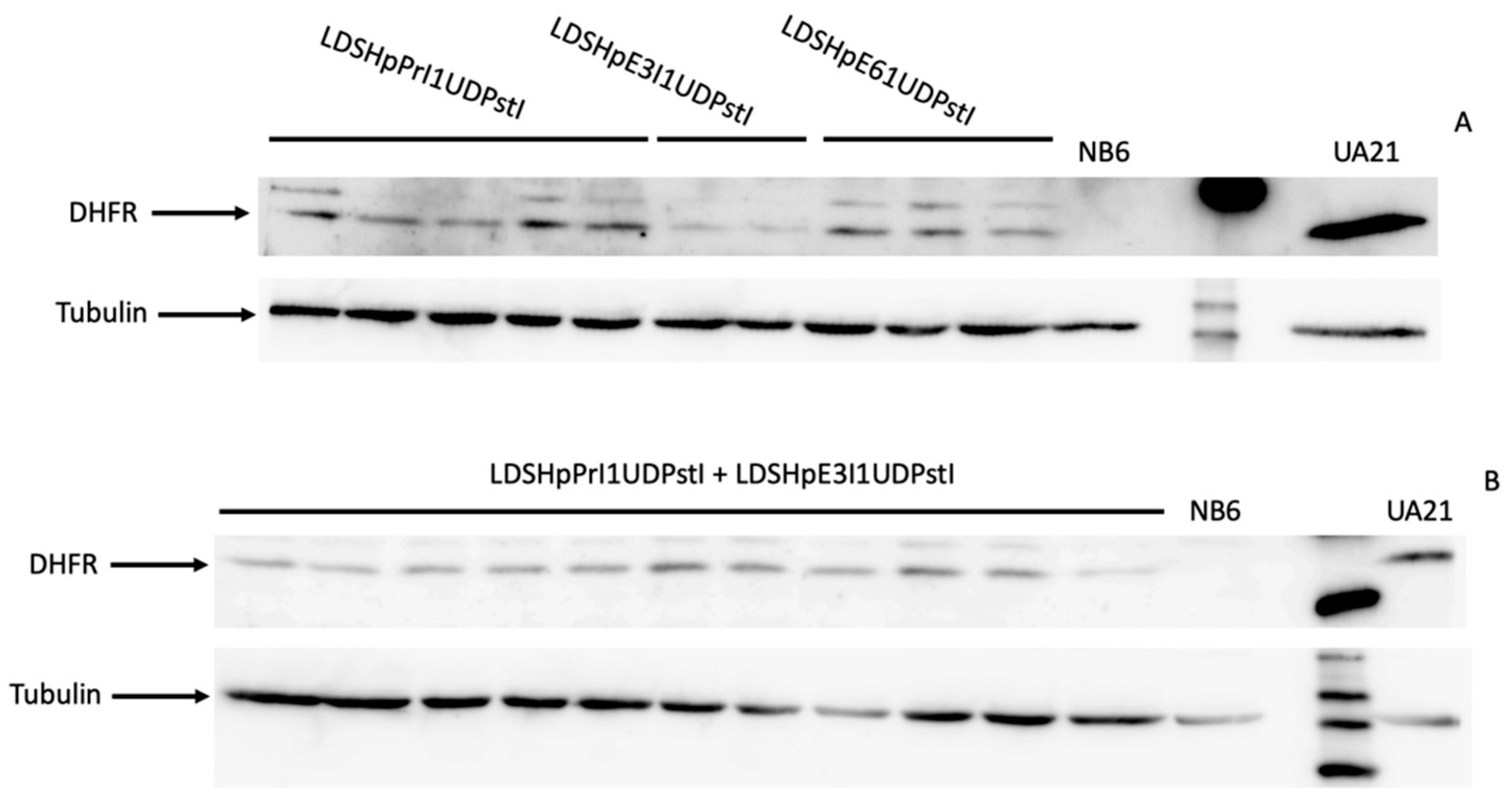 Ijms 22 03784 g006 Ijms 22 03784 g006