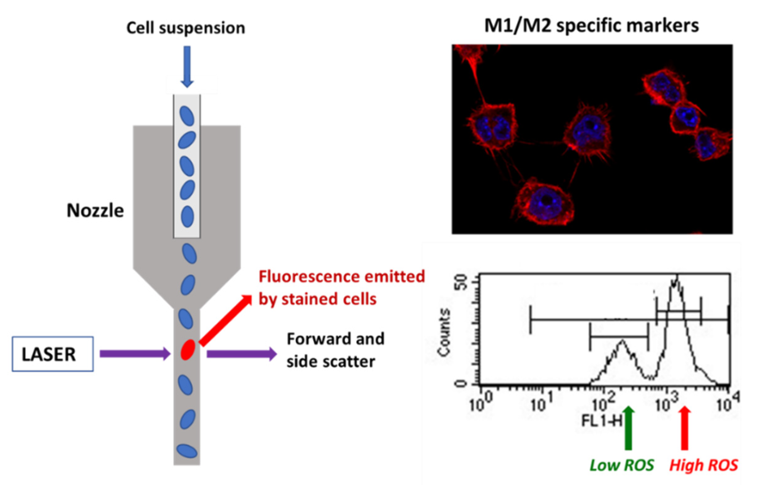 Ijms 22 03847 sch001