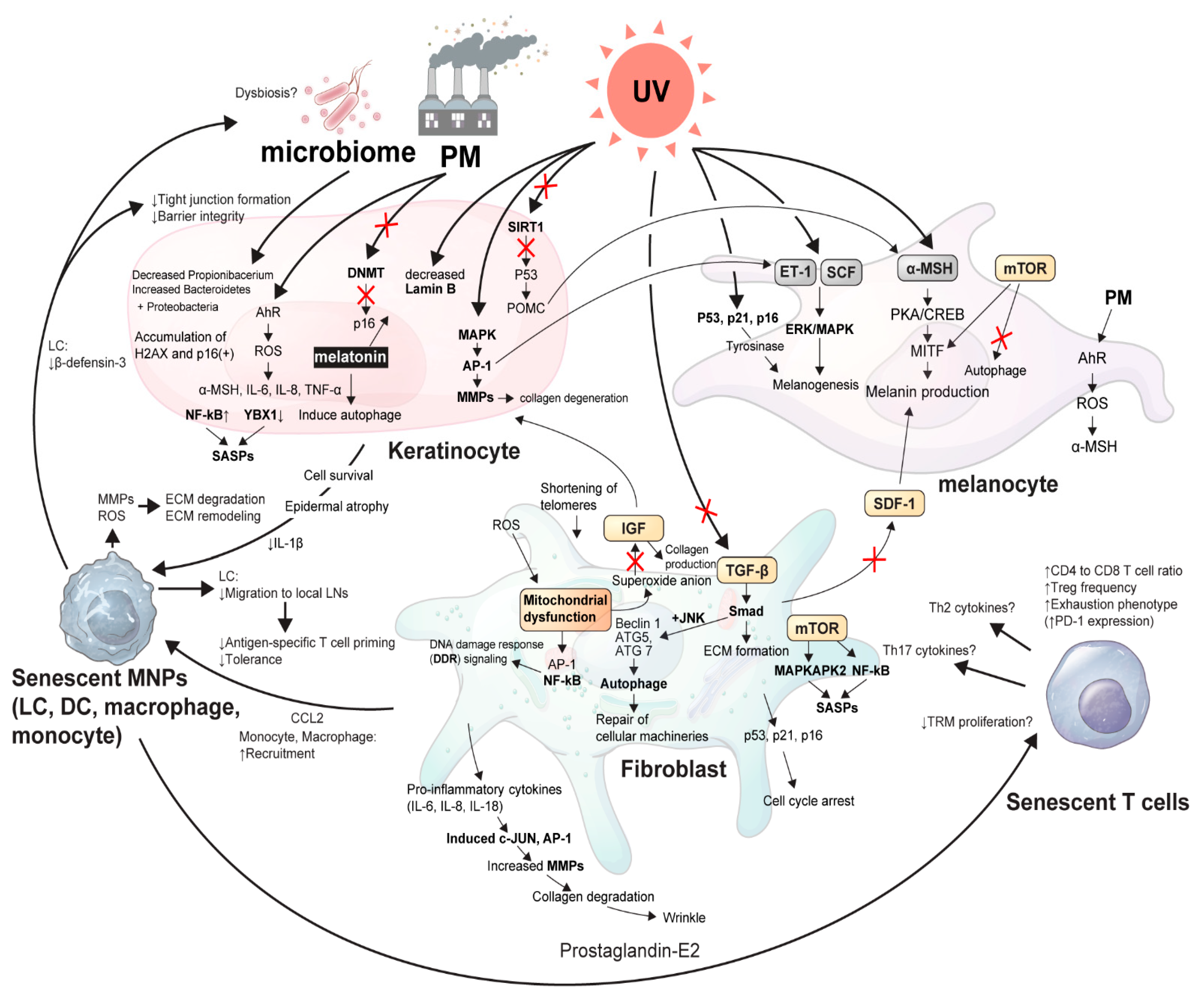 Ijms 22 03849 g001 Ijms 22 03849 g001