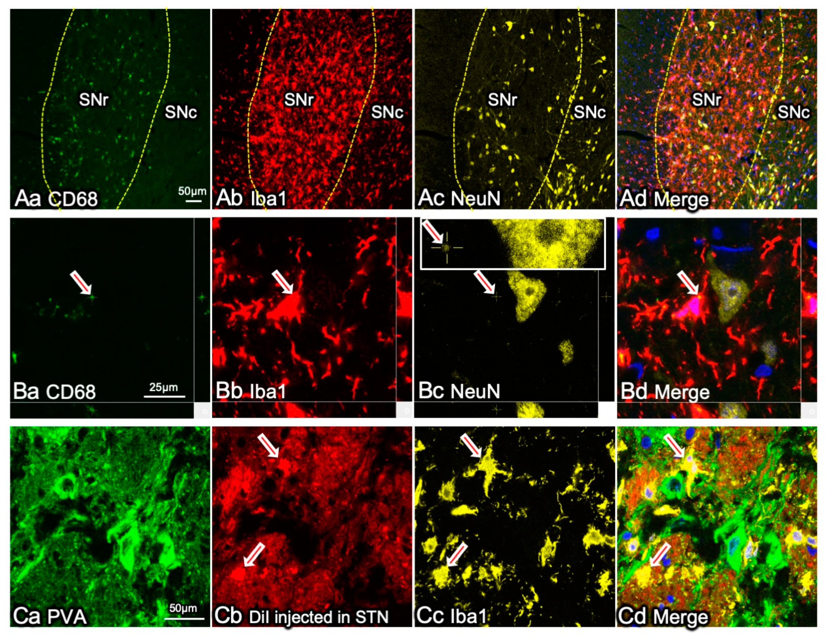 Ijms 22 03907 g004 Ijms 22 03907 g004