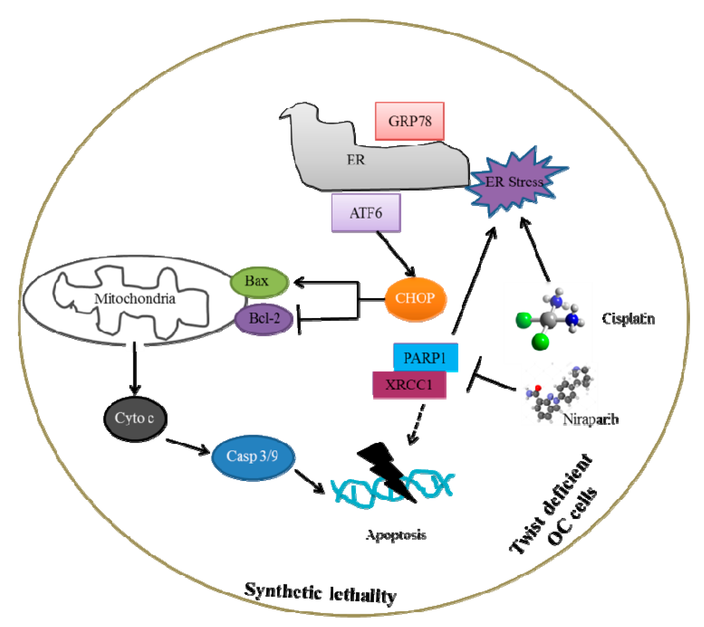 Ijms 22 03916 g010 Ijms 22 03916 g010