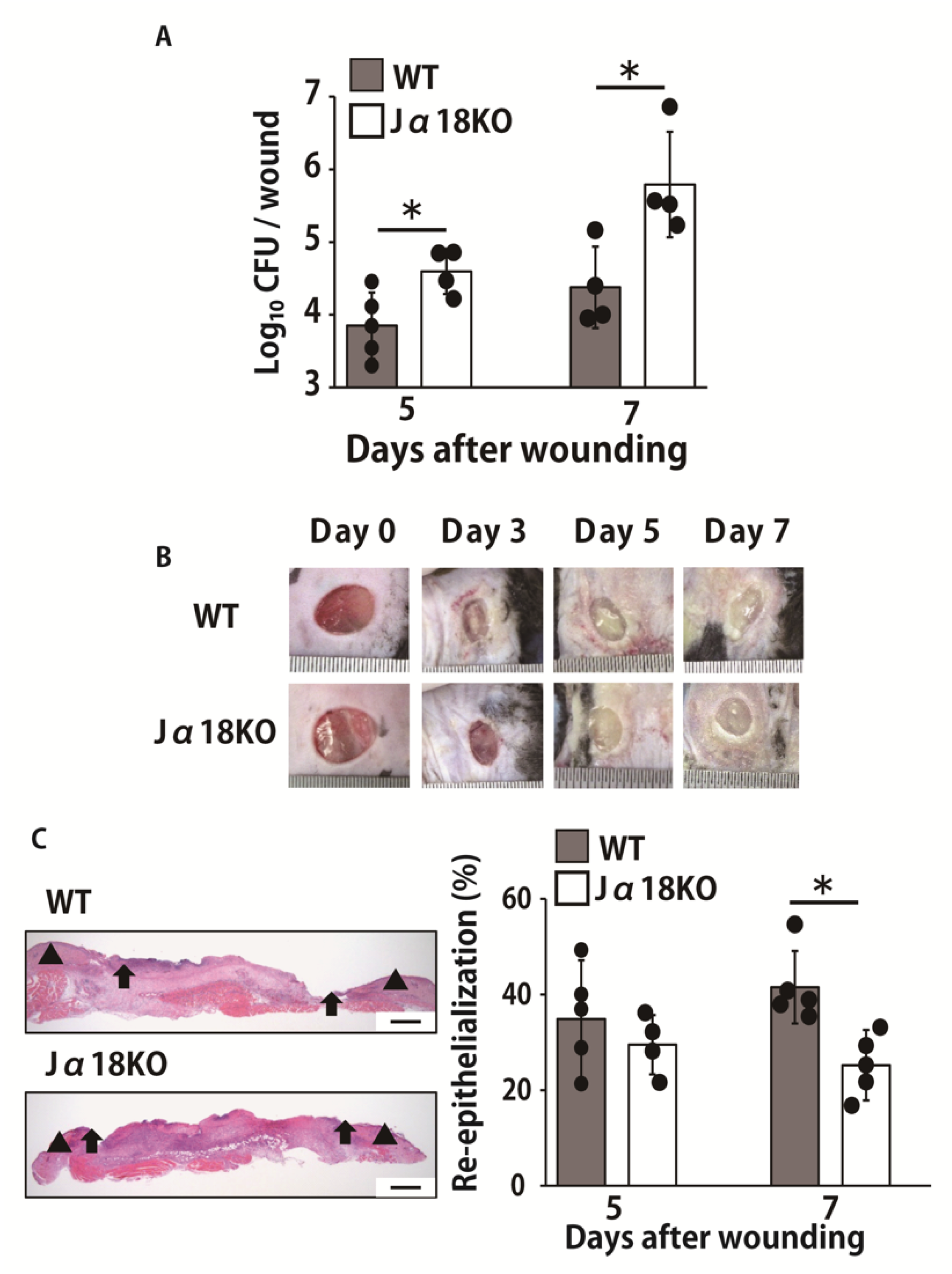 Ijms 22 03931 g001 Ijms 22 03931 g001