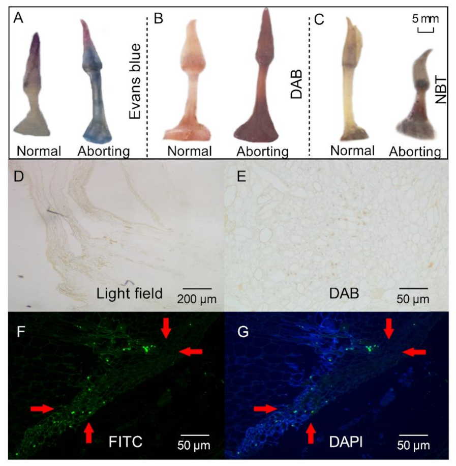 Ijms 22 03932 g002 Ijms 22 03932 g002