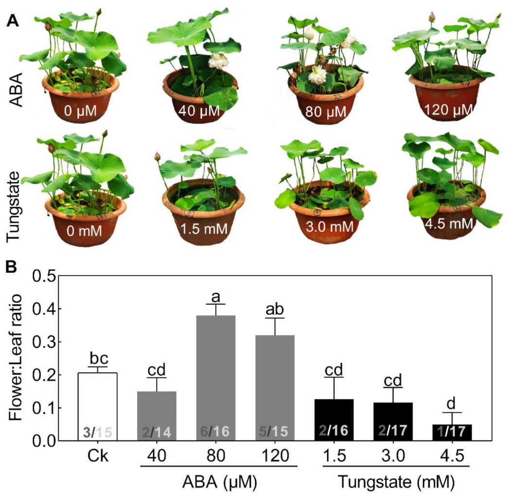Ijms 22 03932 g004 Ijms 22 03932 g004