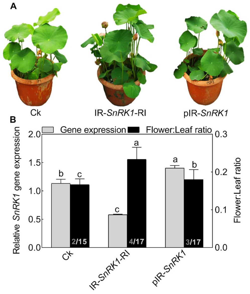 Ijms 22 03932 g006 Ijms 22 03932 g006