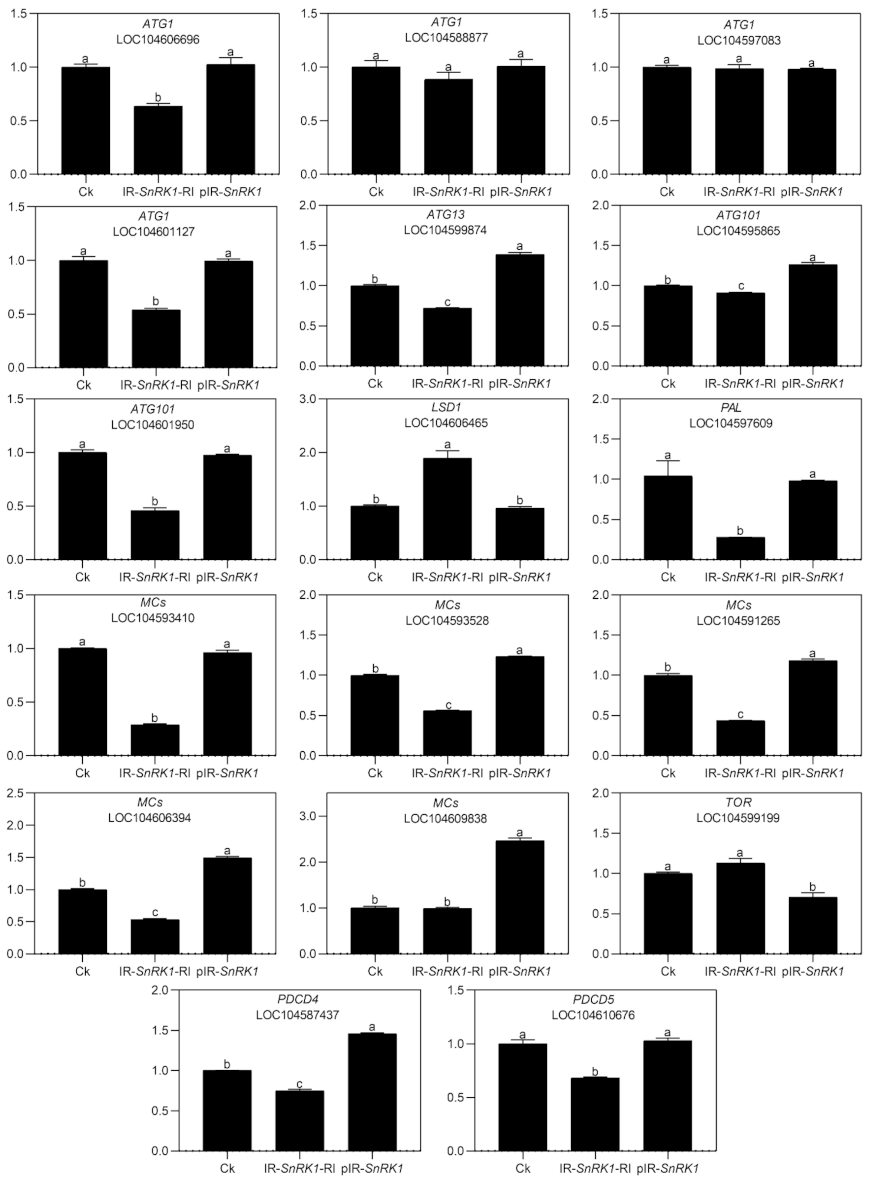 Ijms 22 03932 g007 Ijms 22 03932 g007