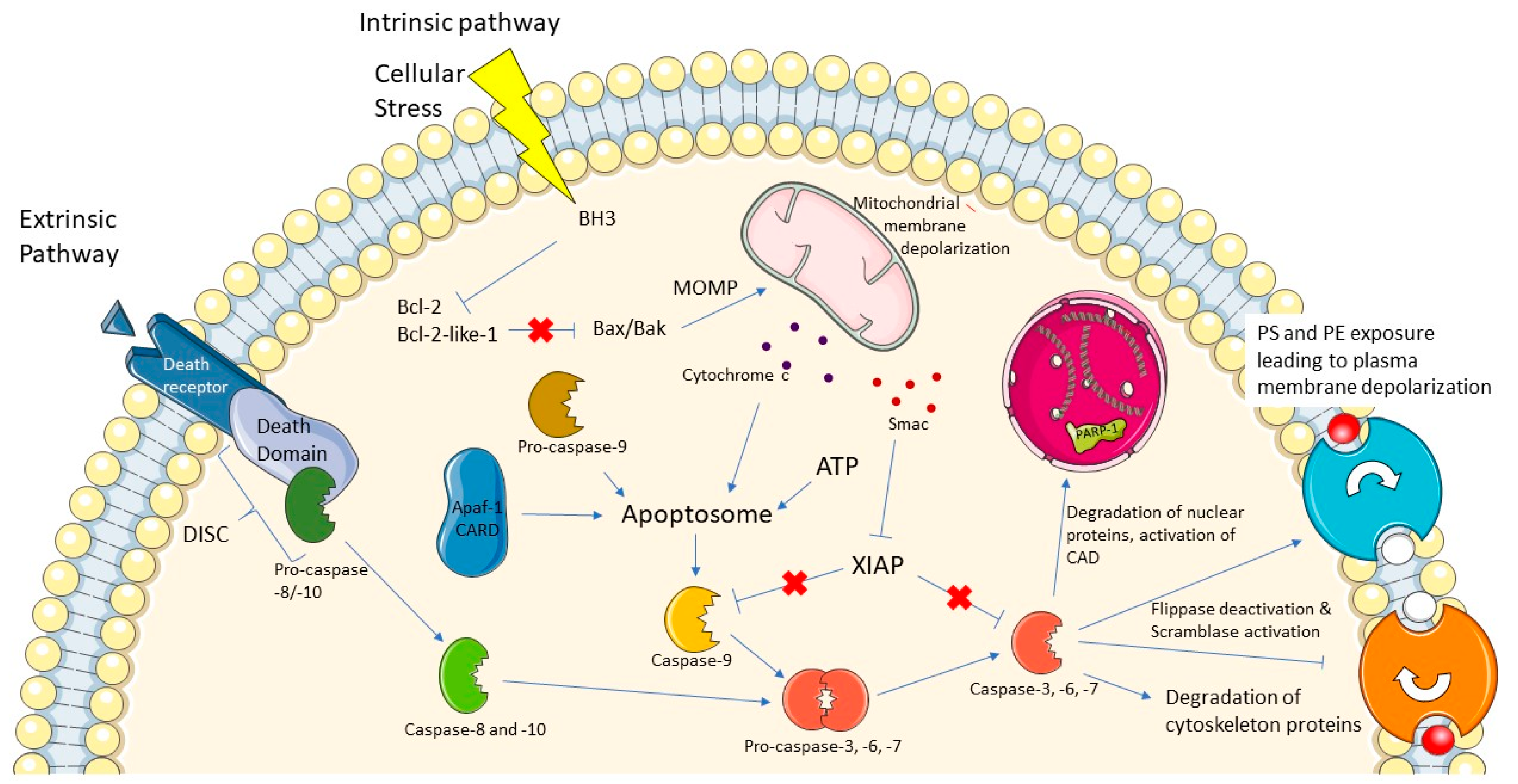 Ijms 22 03948 g001 Ijms 22 03948 g001