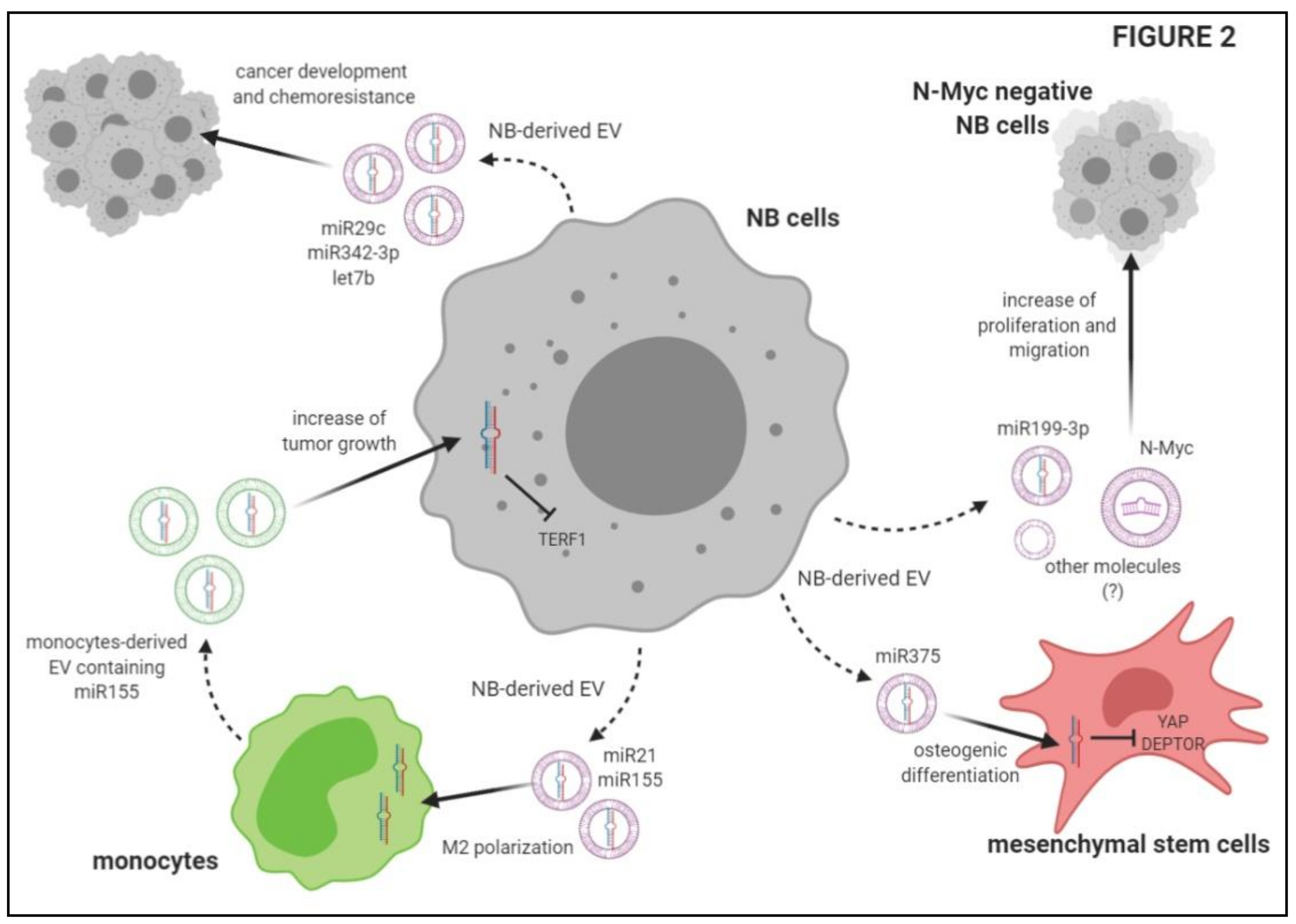 Ijms 22 03964 g002 Ijms 22 03964 g002