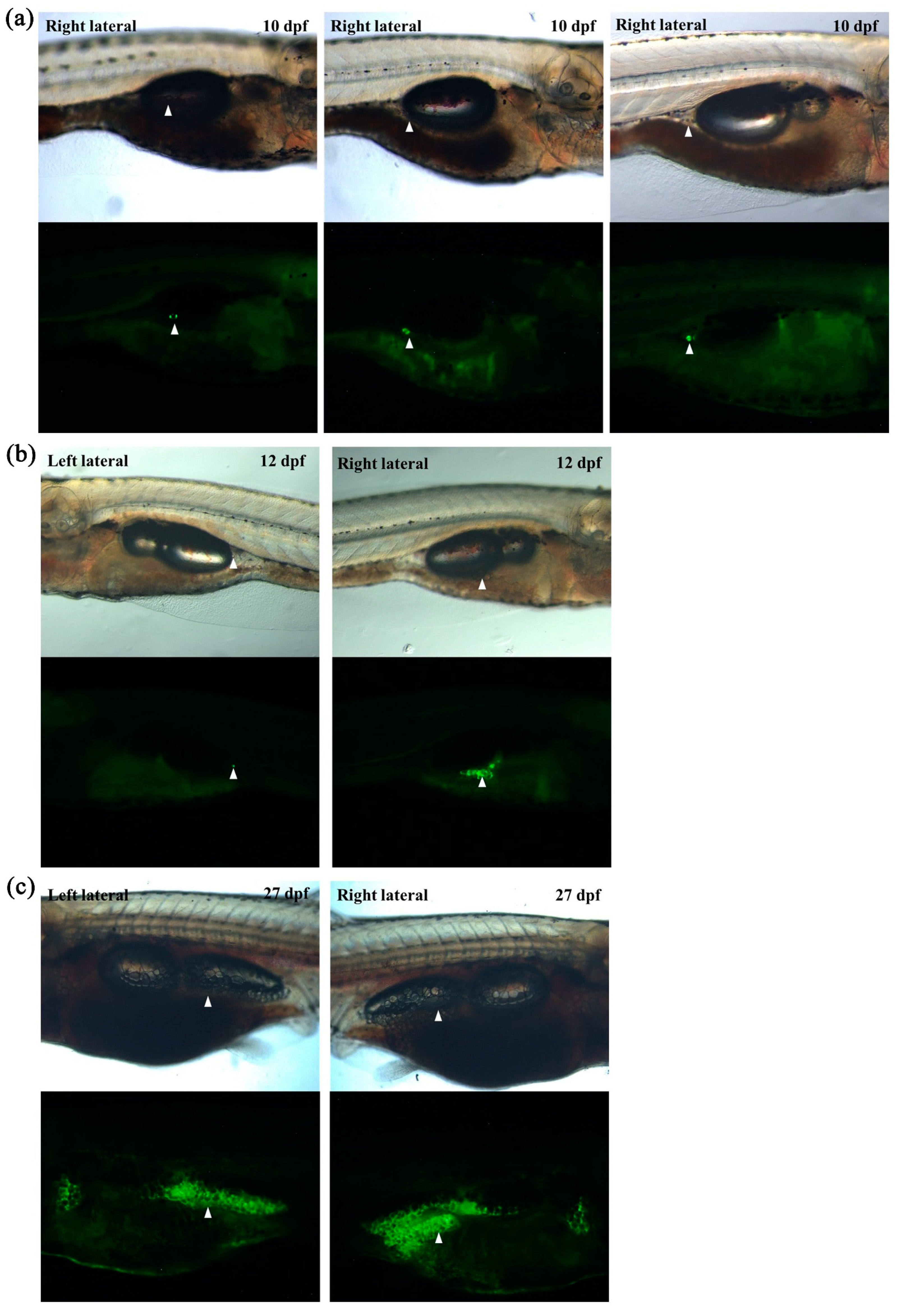 Ijms 22 03994 g003 Ijms 22 03994 g003