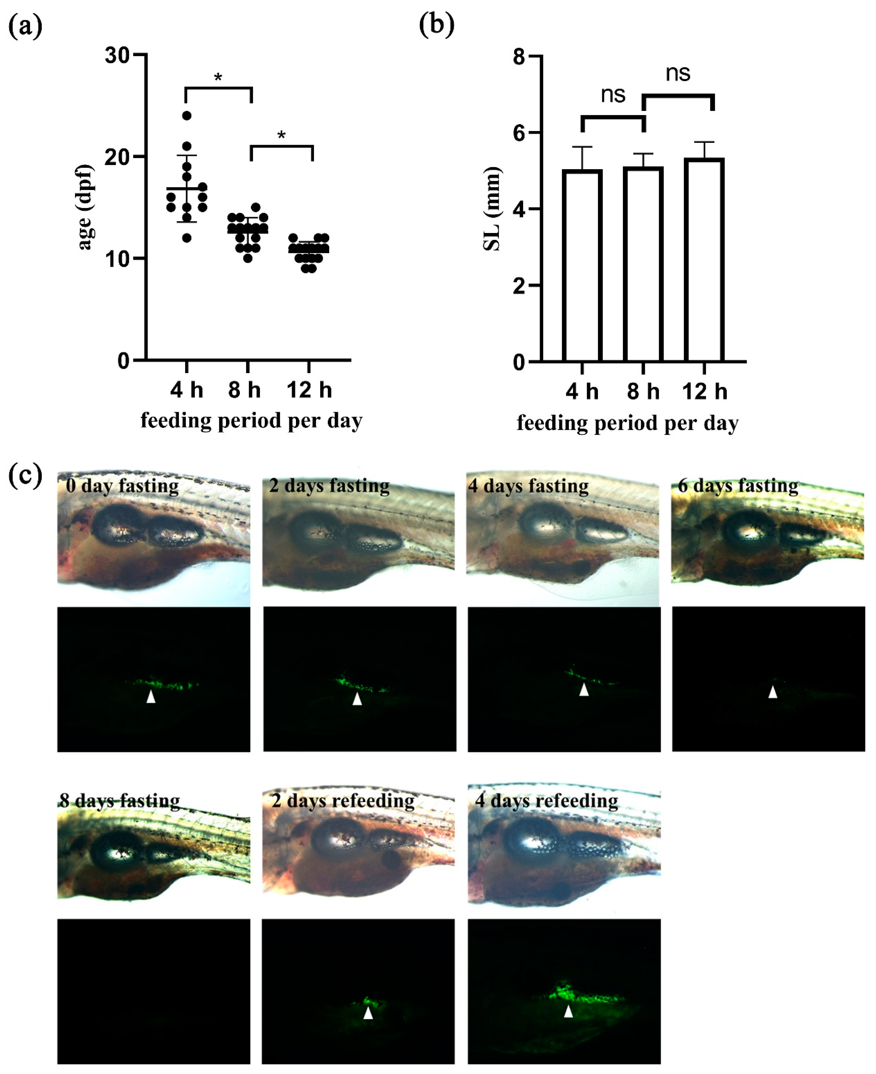 Ijms 22 03994 g004 Ijms 22 03994 g004