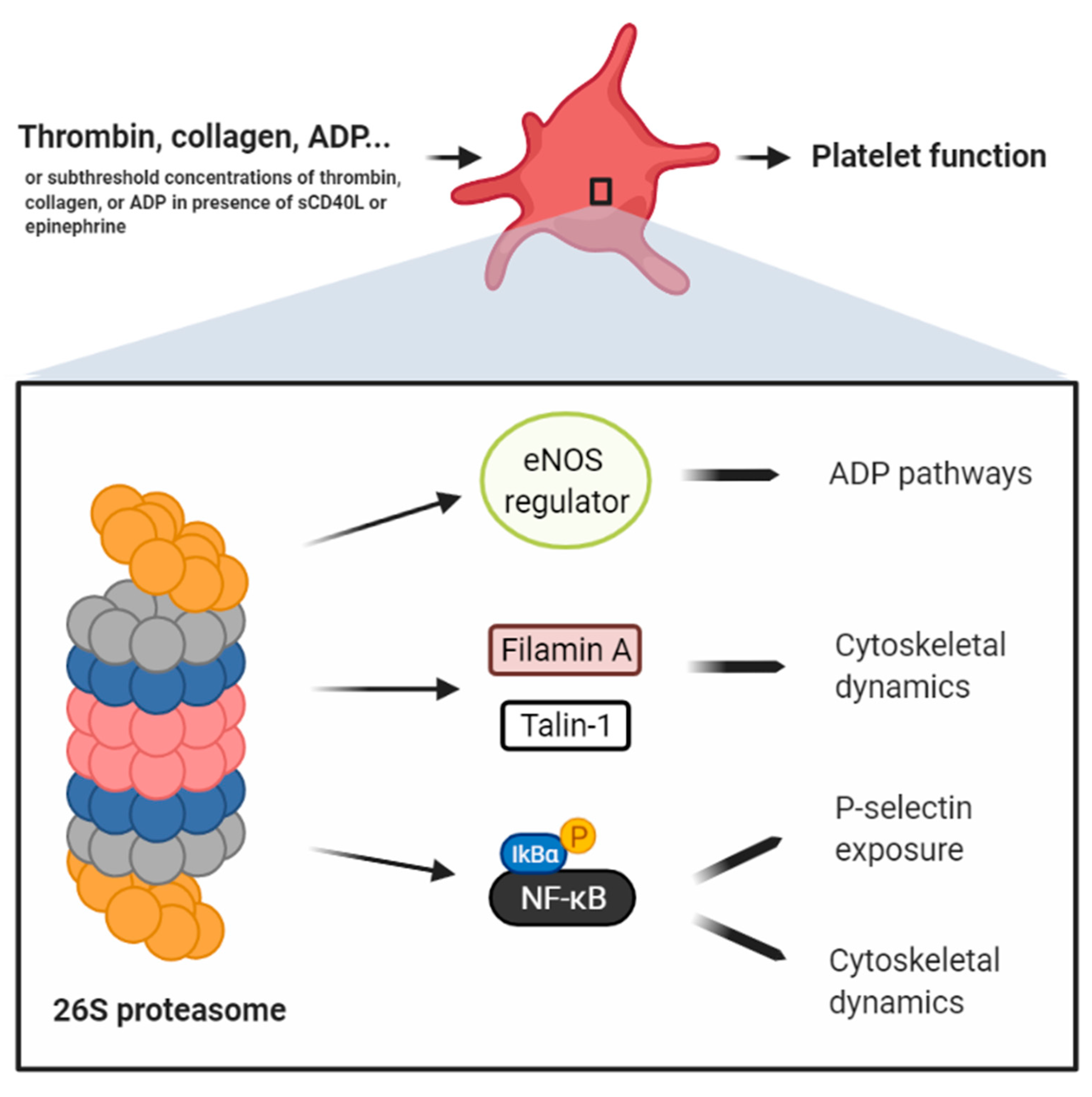 Ijms 22 03999 g002 Ijms 22 03999 g002