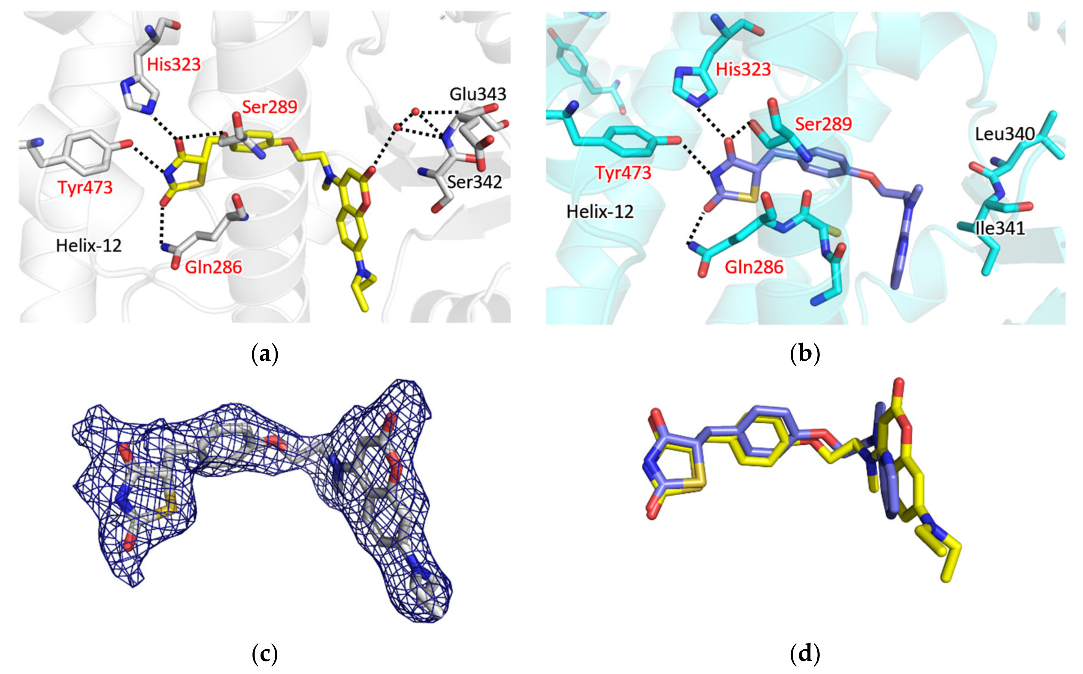 Synthesis of a Coumarin-Based PPARγ Fluorescence Probe for Competitive ...