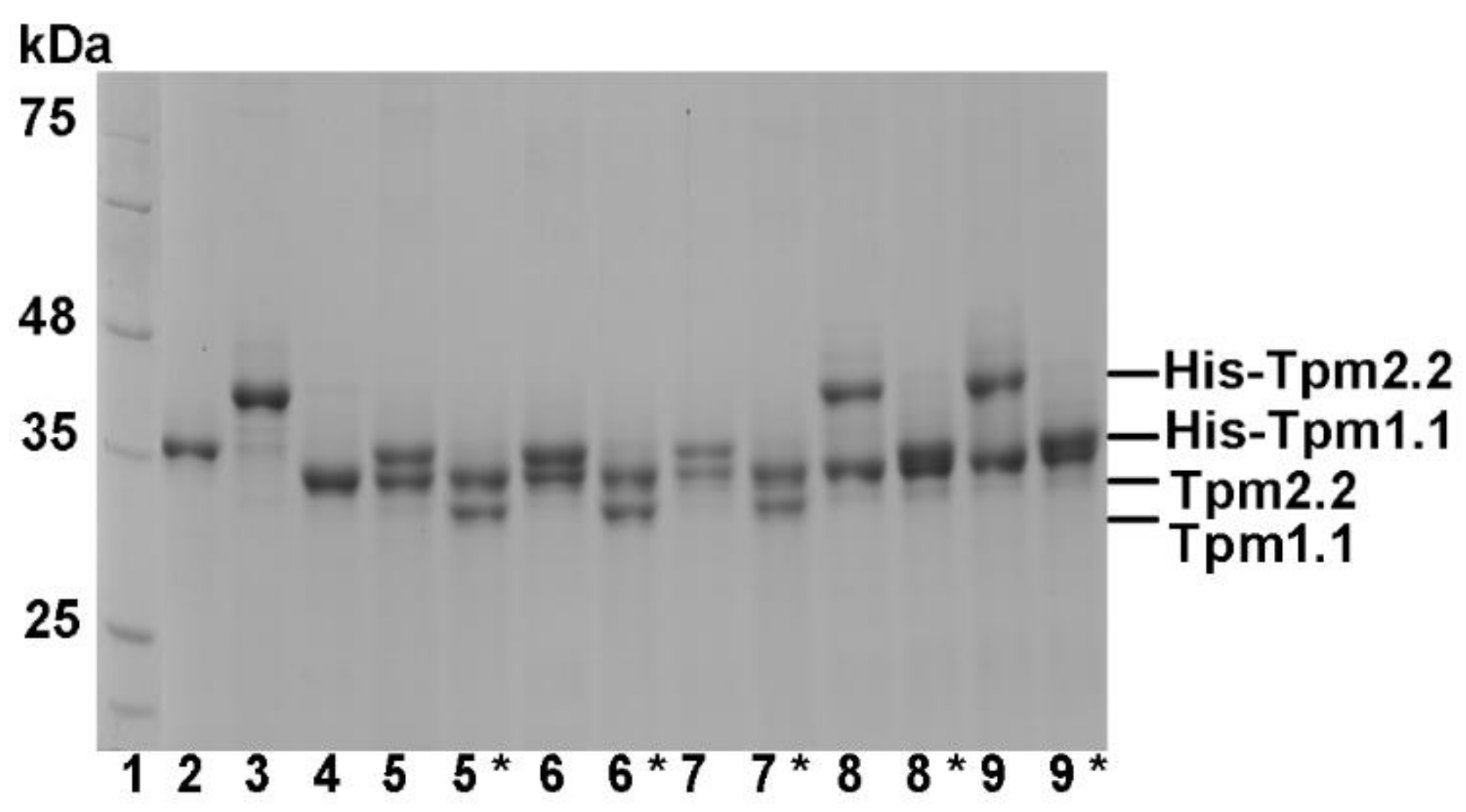 Ijms 22 04036 g002