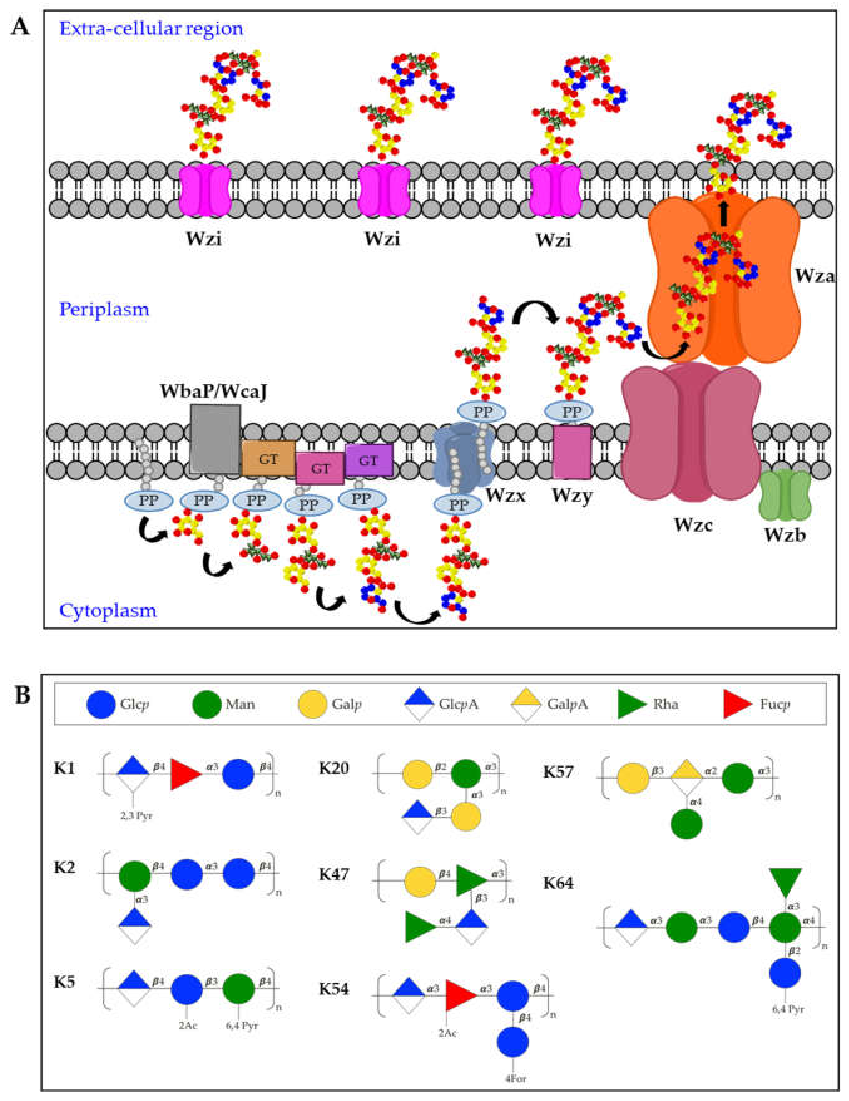 Ijms 22 04042 g002 Ijms 22 04042 g002