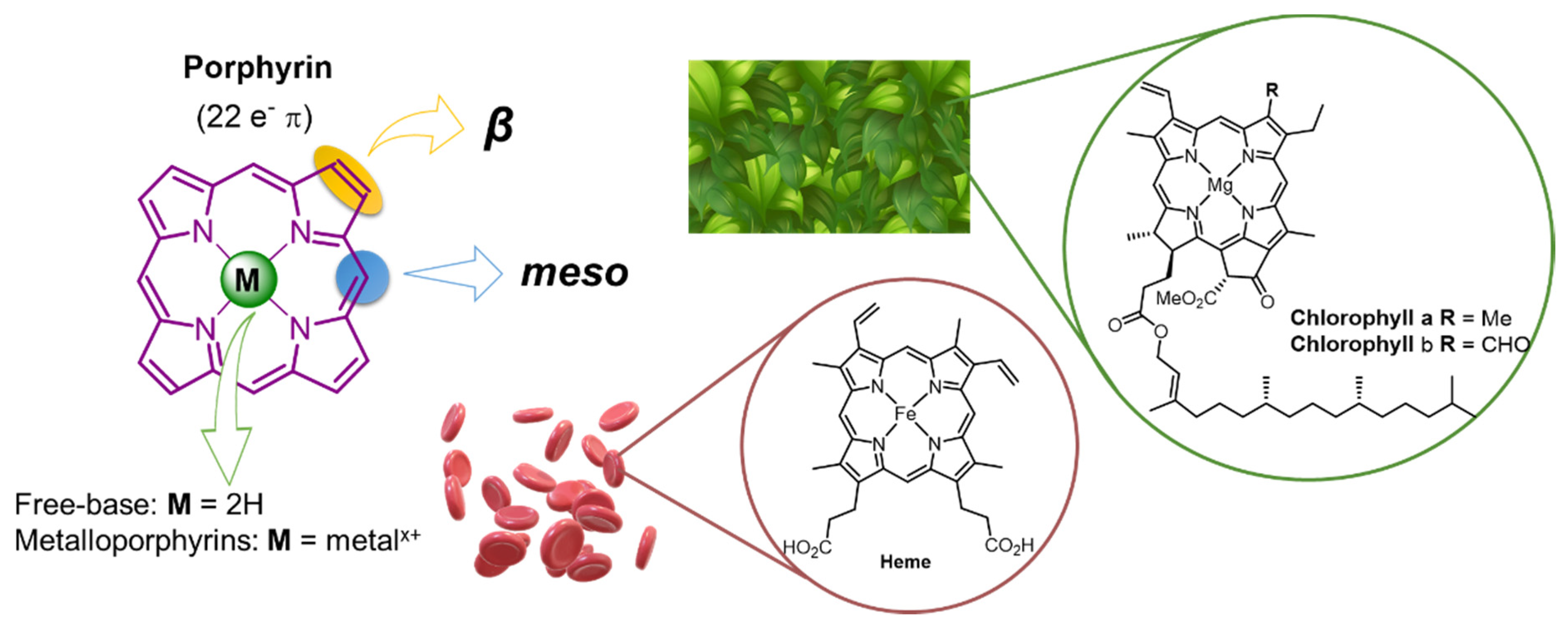 Ijms 22 04121 g001 Ijms 22 04121 g001