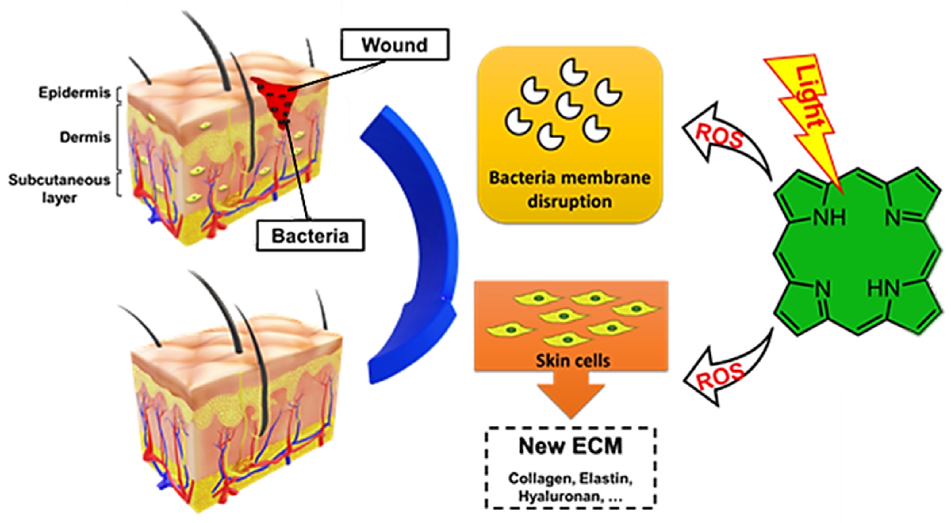 Ijms 22 04121 g003 Ijms 22 04121 g003