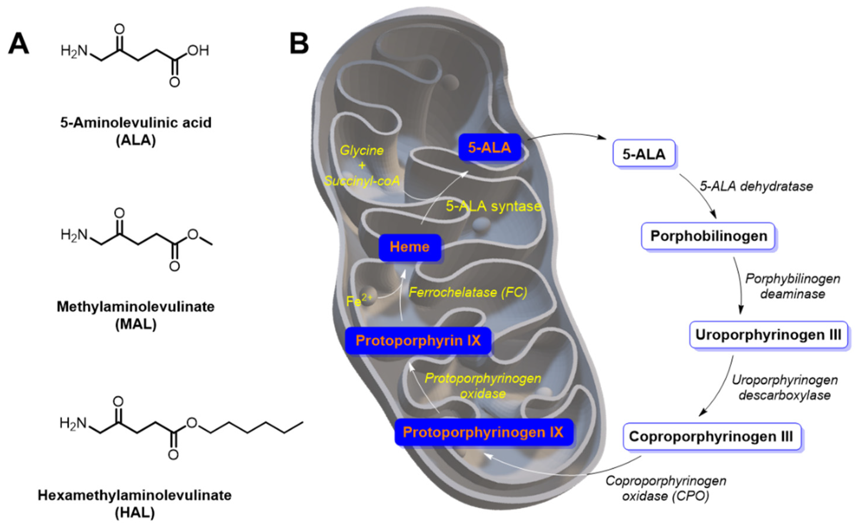 Ijms 22 04121 g004 Ijms 22 04121 g004