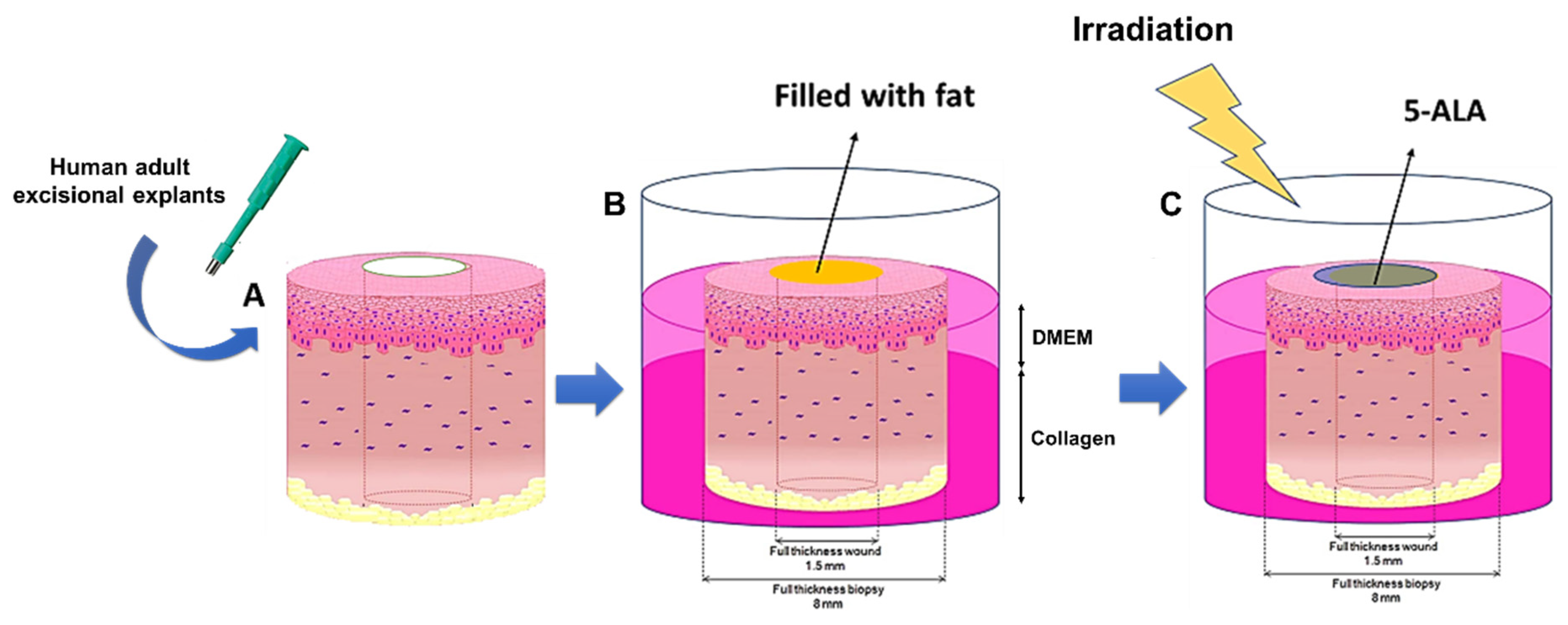 Ijms 22 04121 g010 Ijms 22 04121 g010