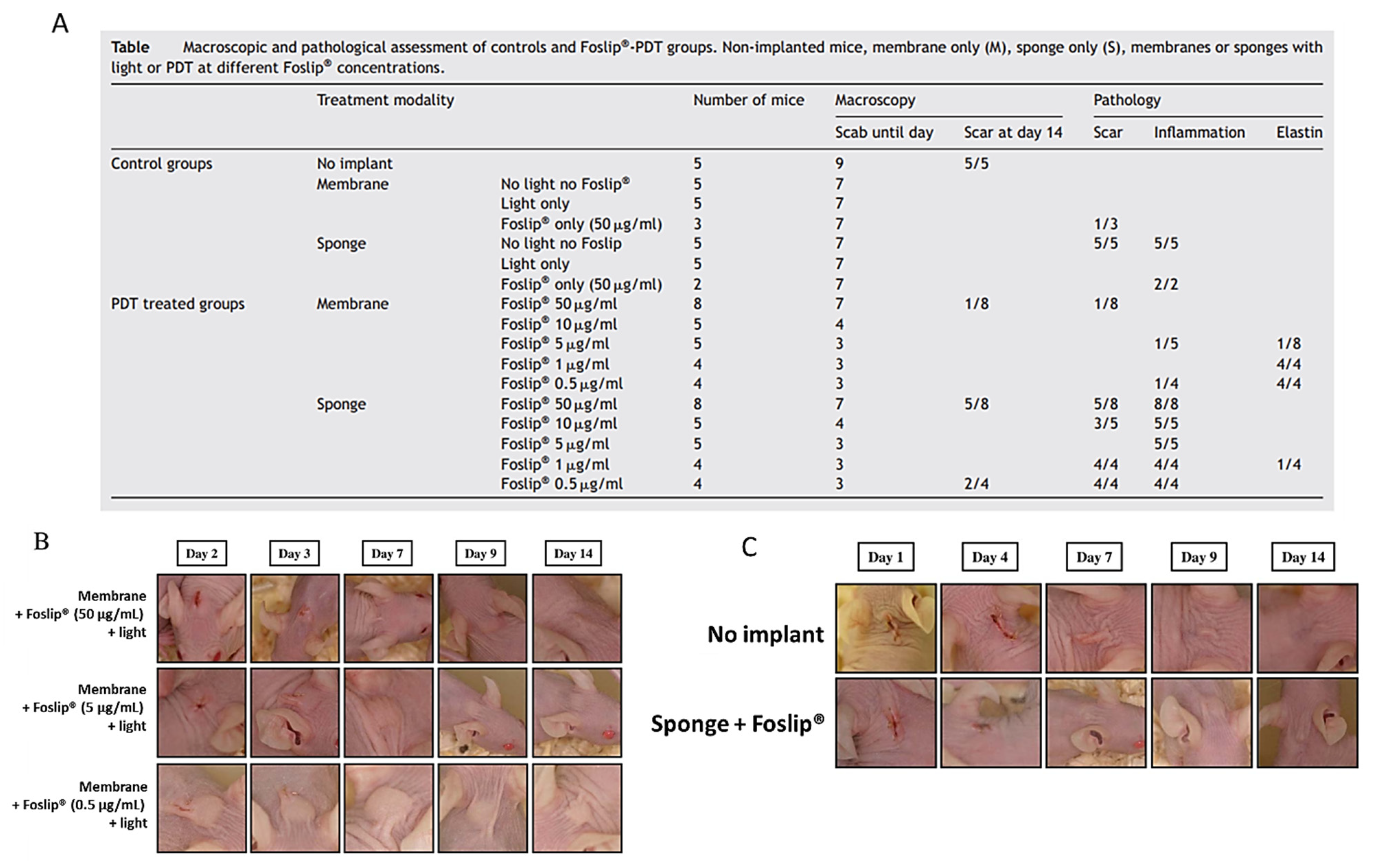 Ijms 22 04121 g028 Ijms 22 04121 g028