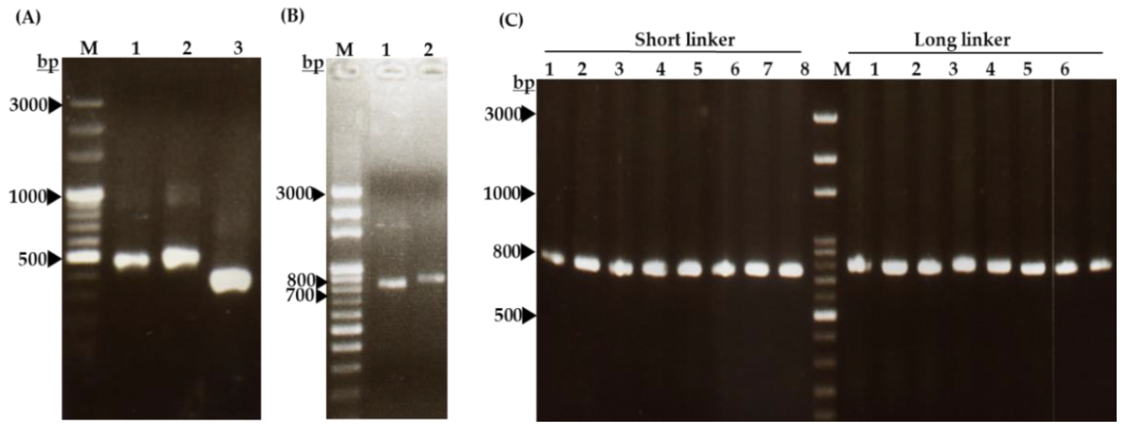 Ijms 22 04146 g004 Ijms 22 04146 g004