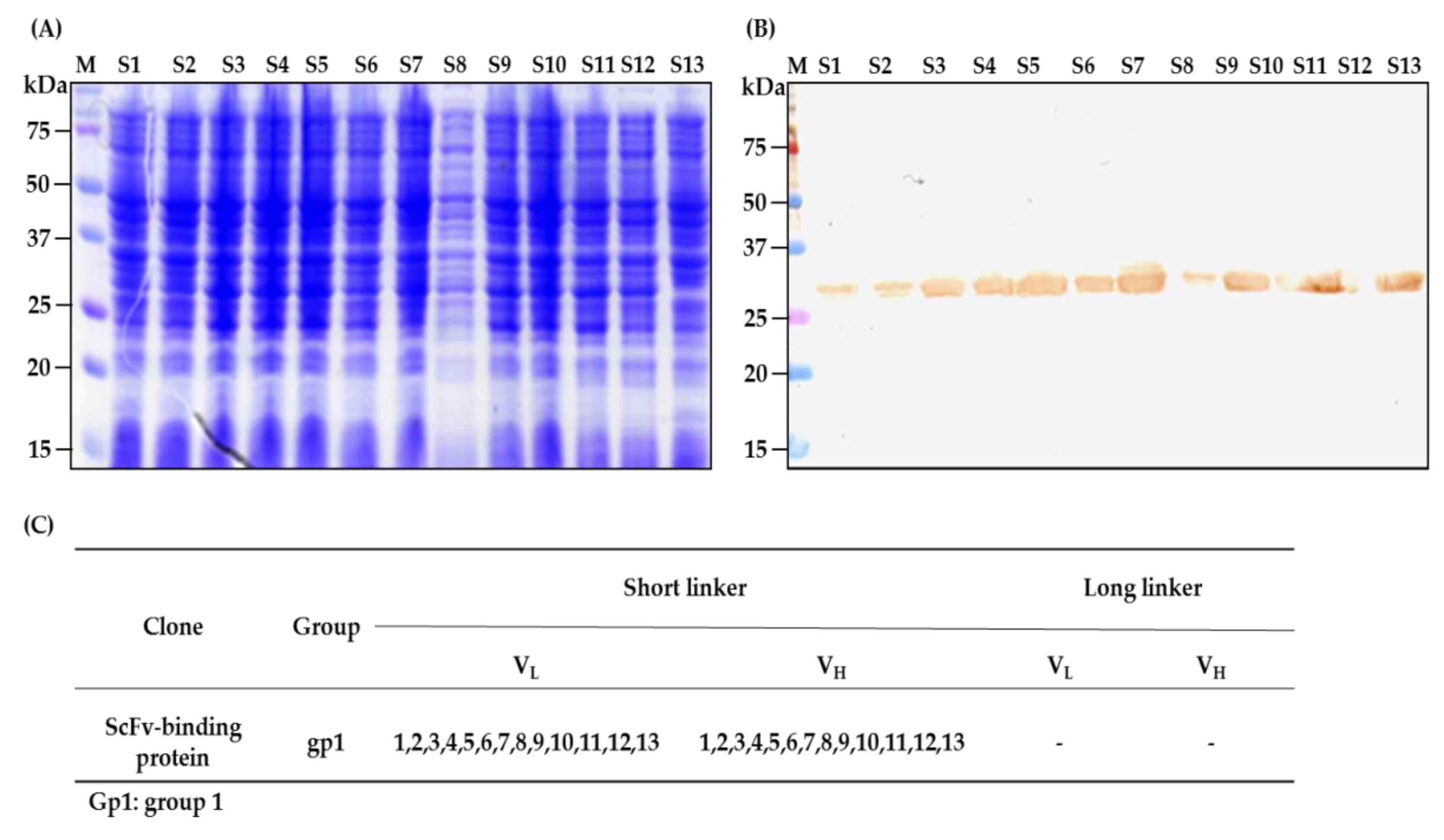 Ijms 22 04146 g006 Ijms 22 04146 g006