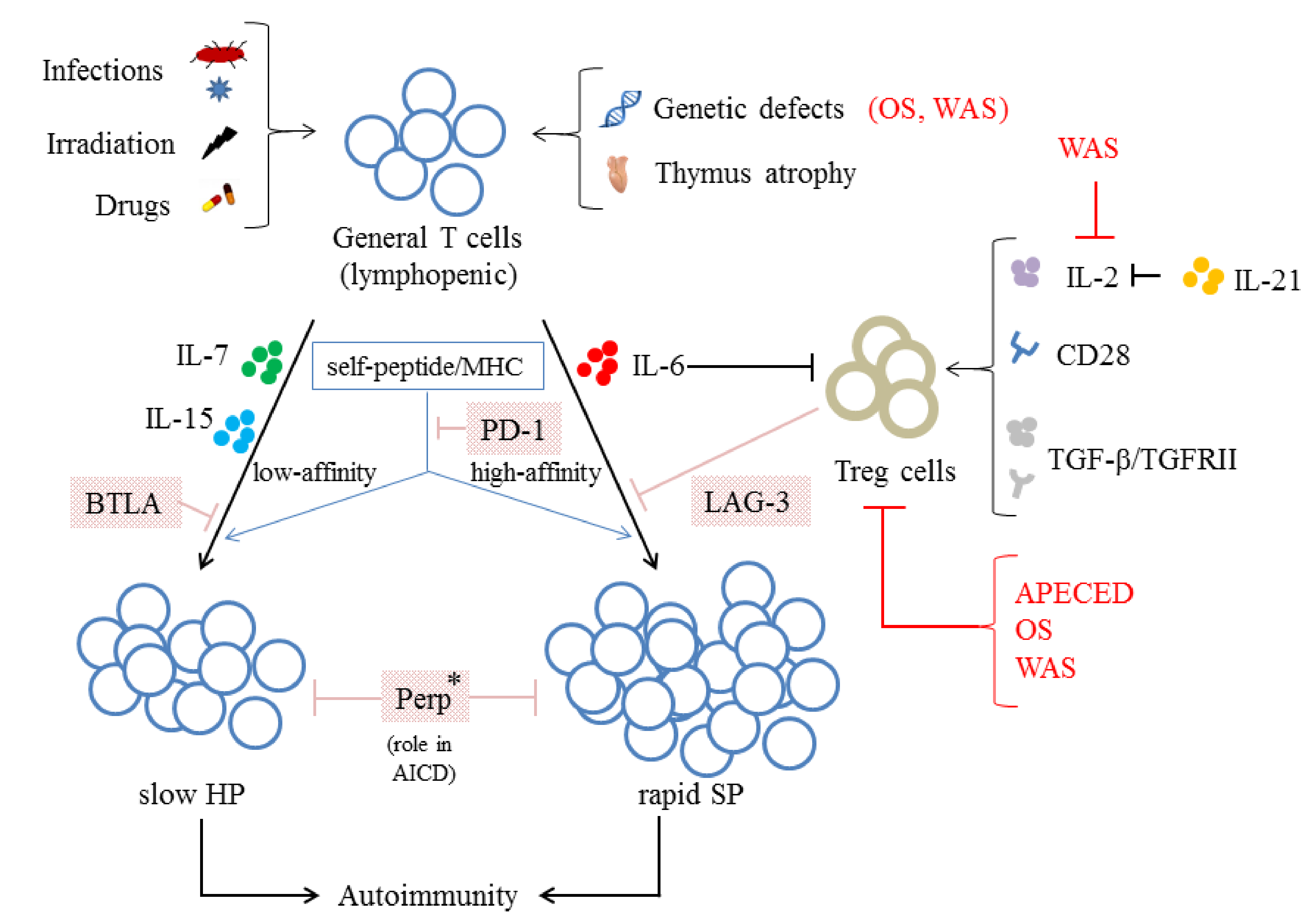 Ijms 22 04152 g002 Ijms 22 04152 g002