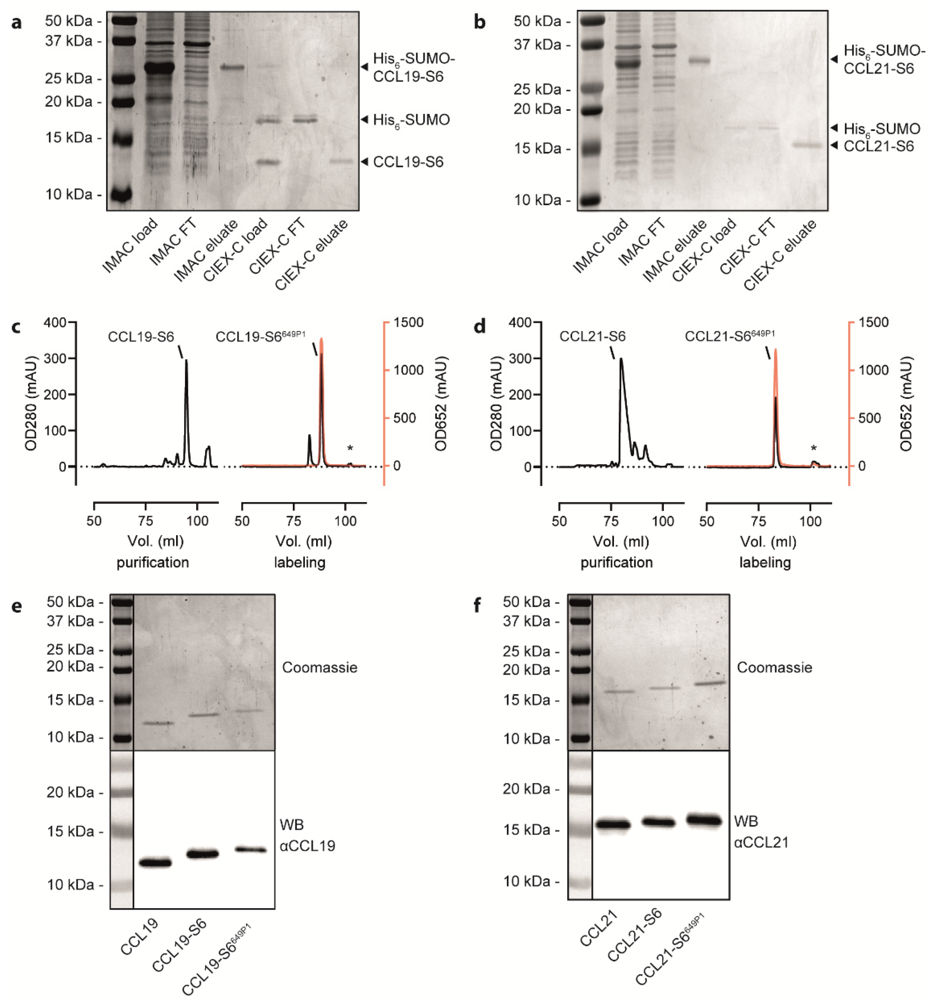 Ijms 22 04158 g002 Ijms 22 04158 g002