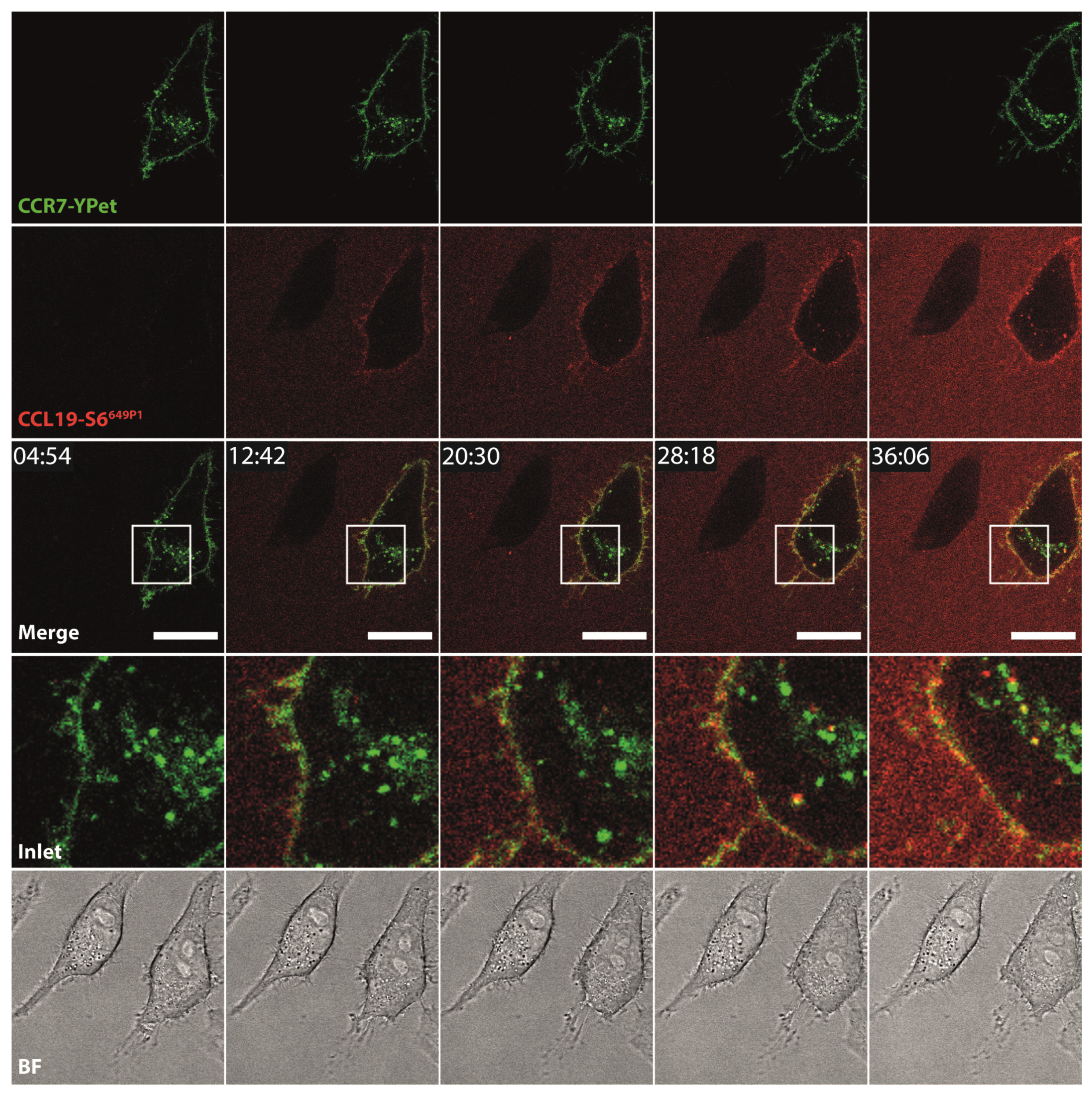 Ijms 22 04158 g005 Ijms 22 04158 g005