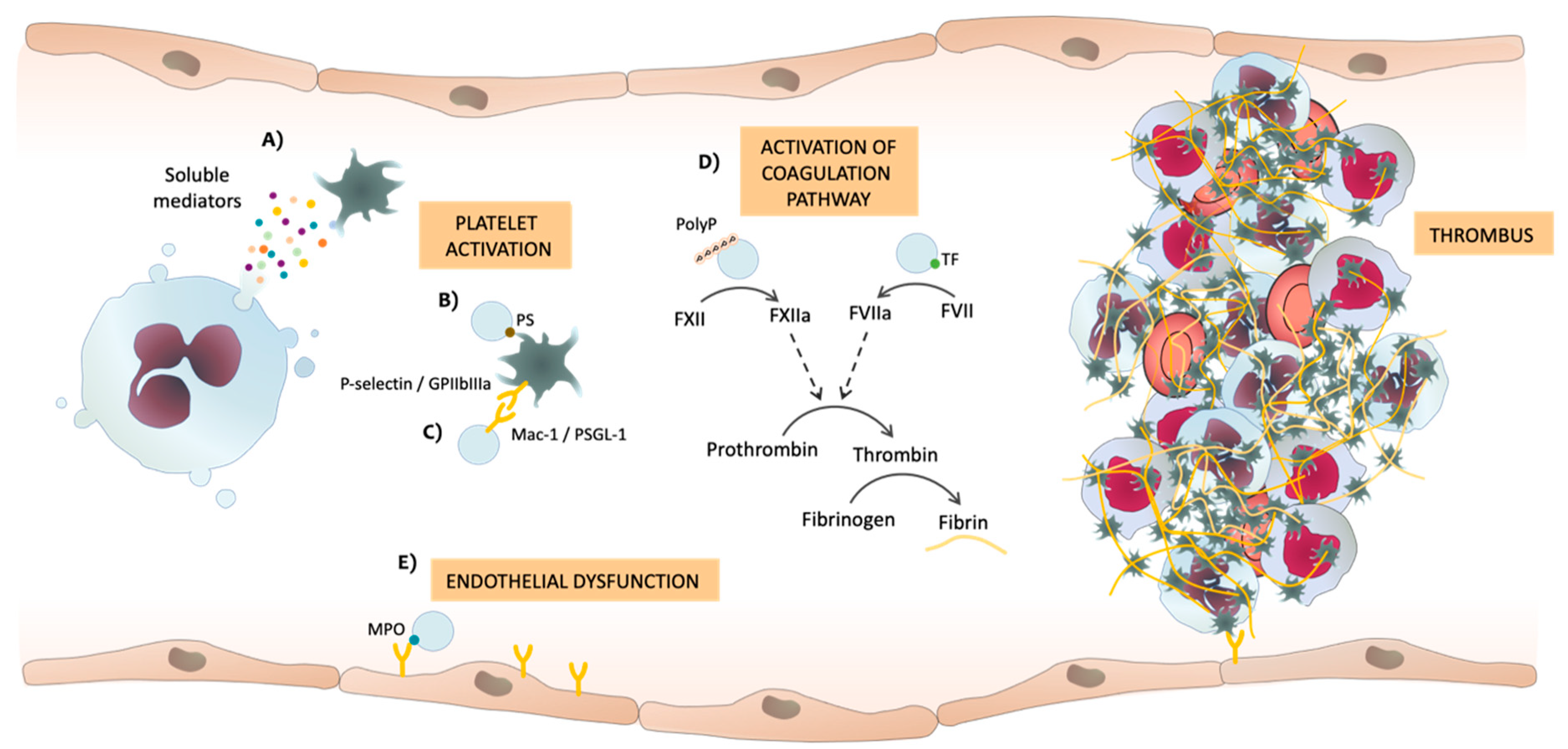 Ijms 22 04170 g002 Ijms 22 04170 g002