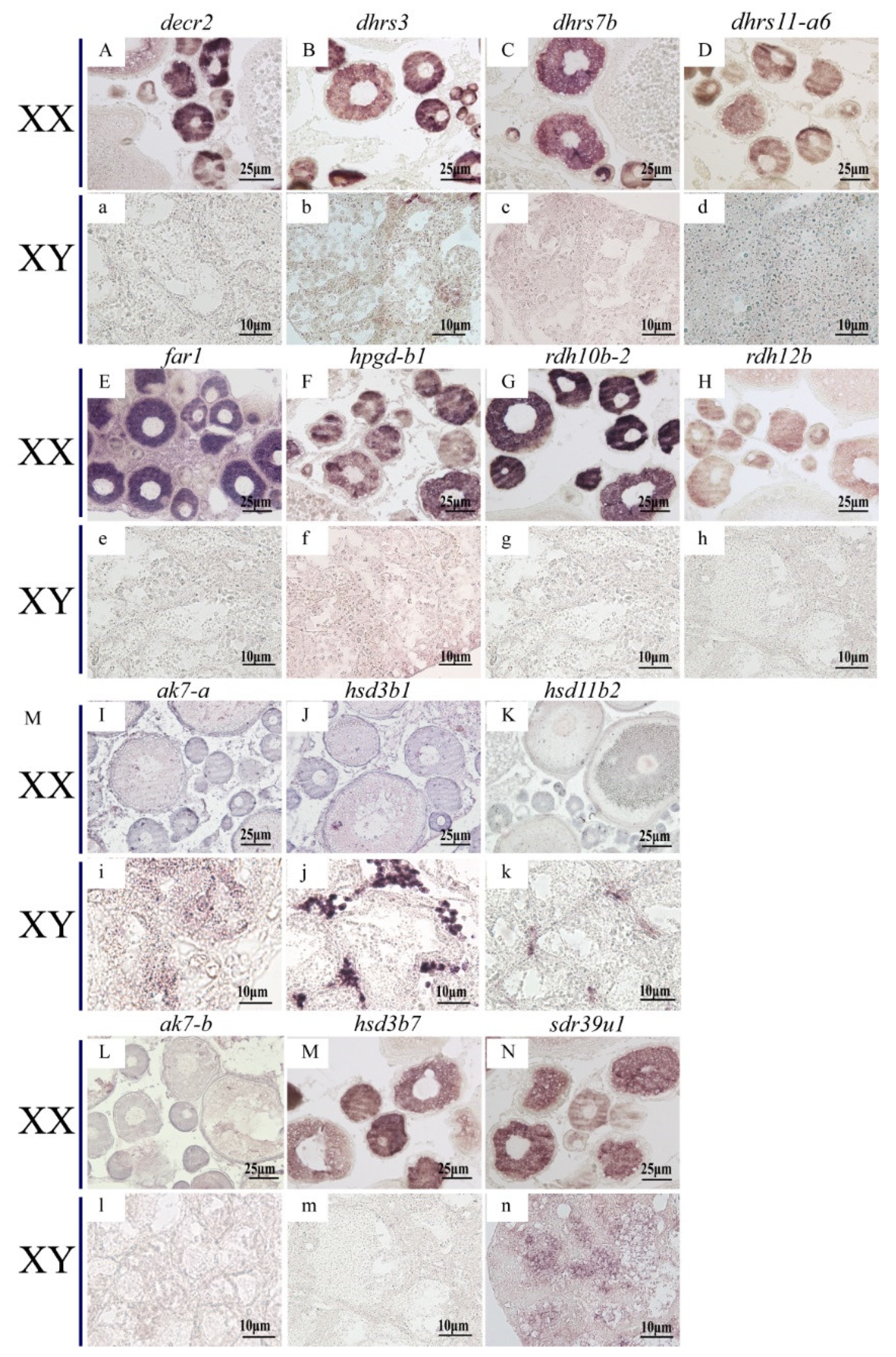 Ijms 22 04201 g007 Ijms 22 04201 g007