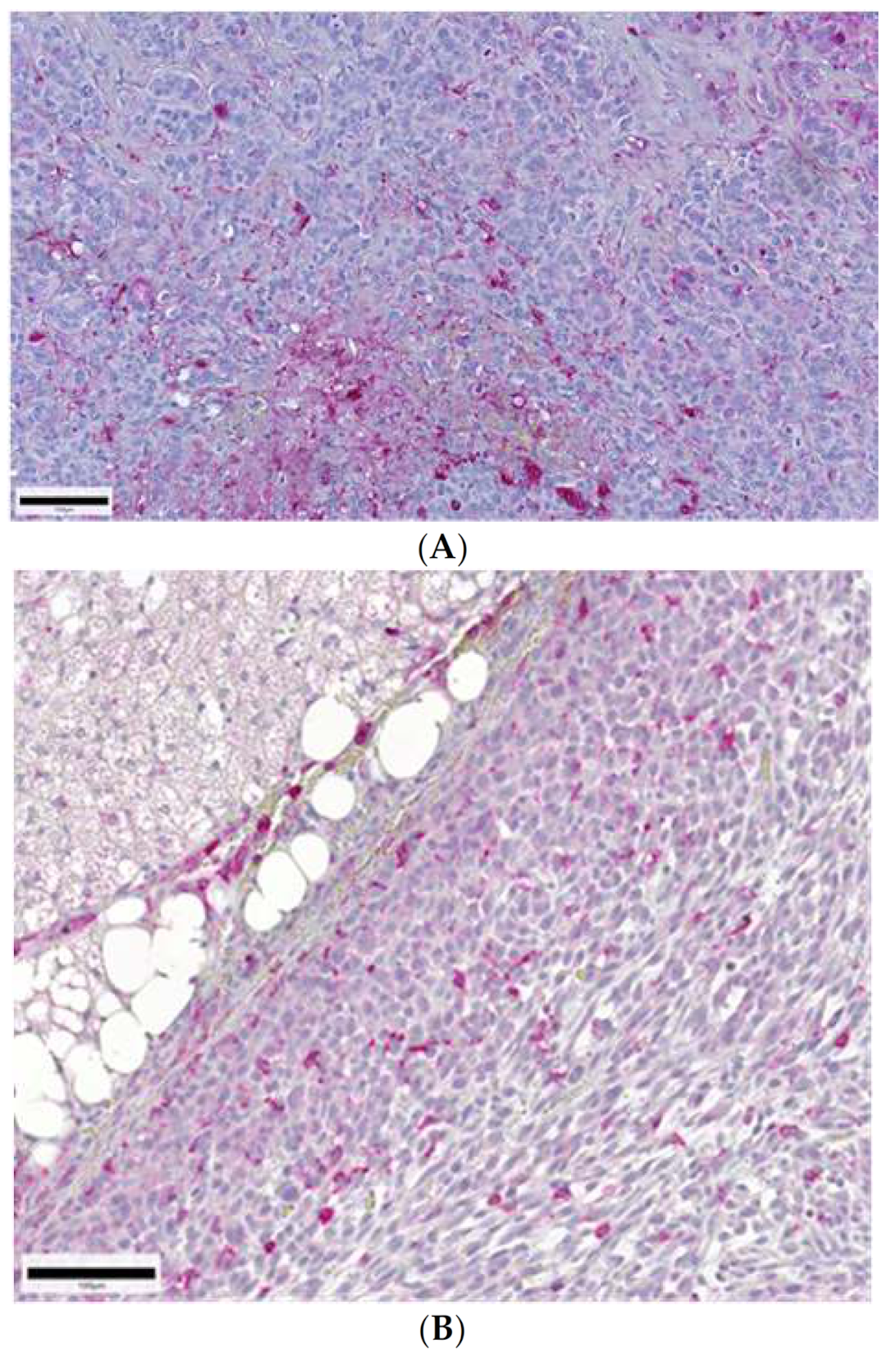 Ijms 22 04213 g002a Ijms 22 04213 g002a