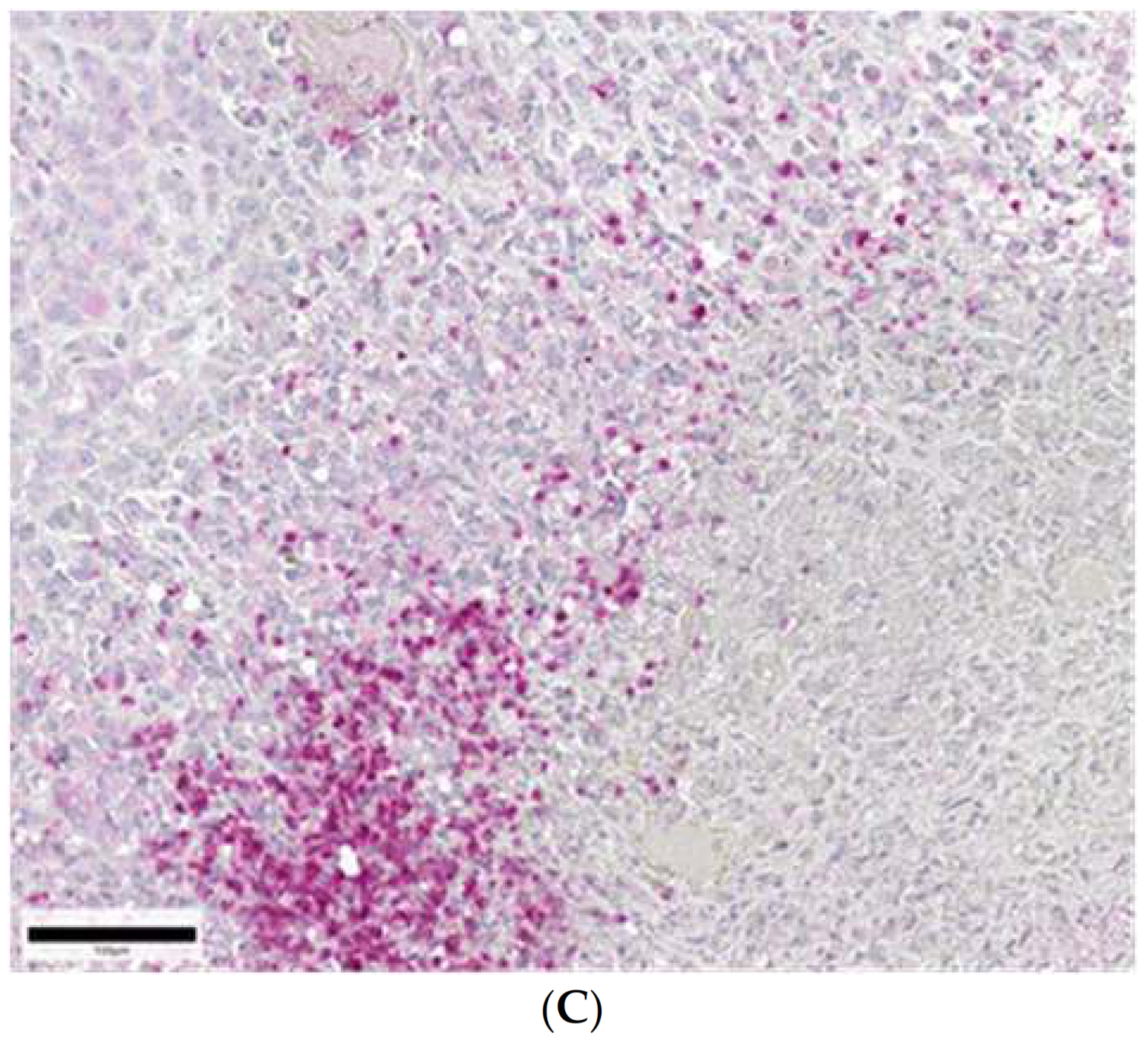 Ijms 22 04213 g002b Ijms 22 04213 g002b