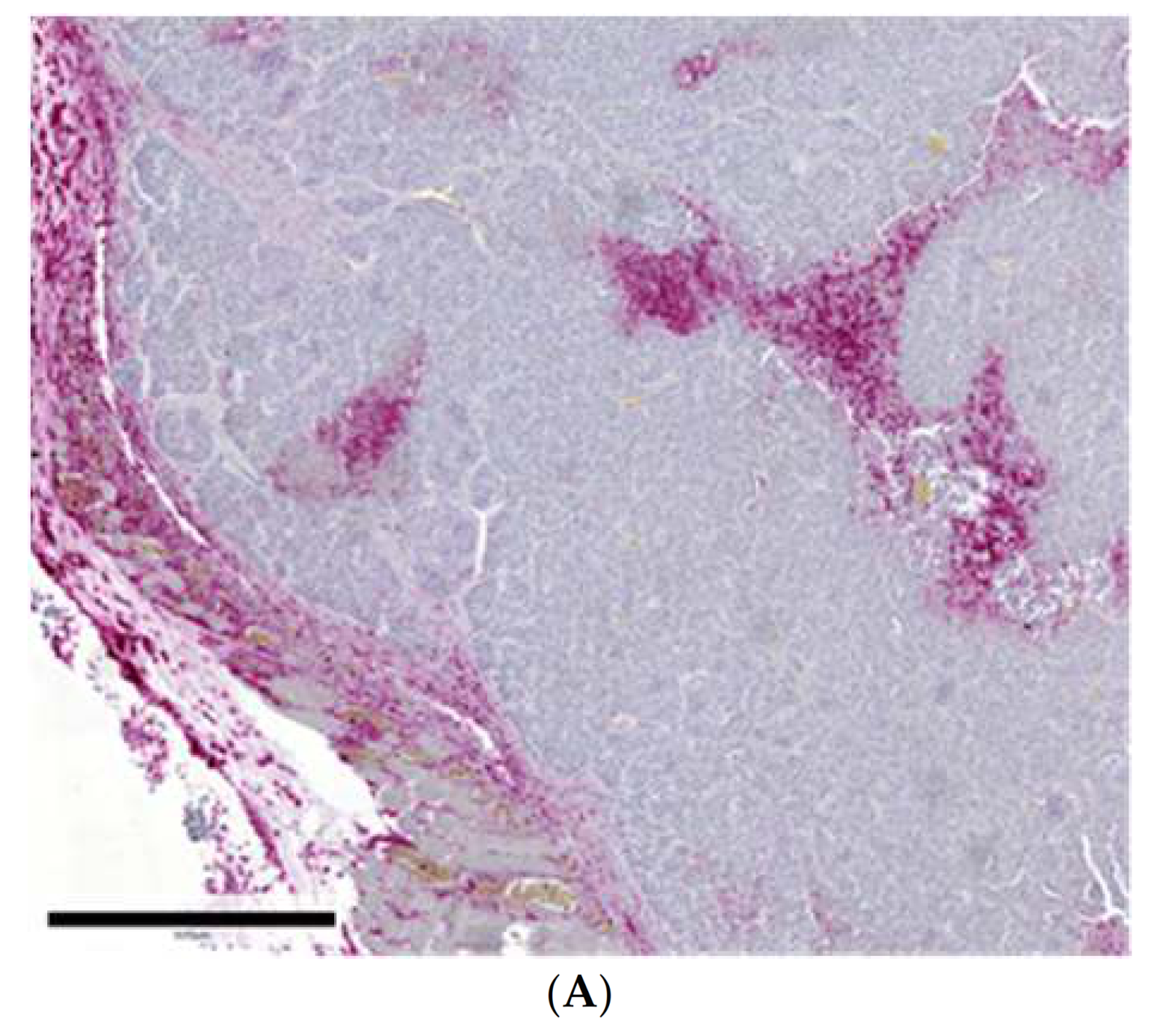 Ijms 22 04213 g004a Ijms 22 04213 g004a