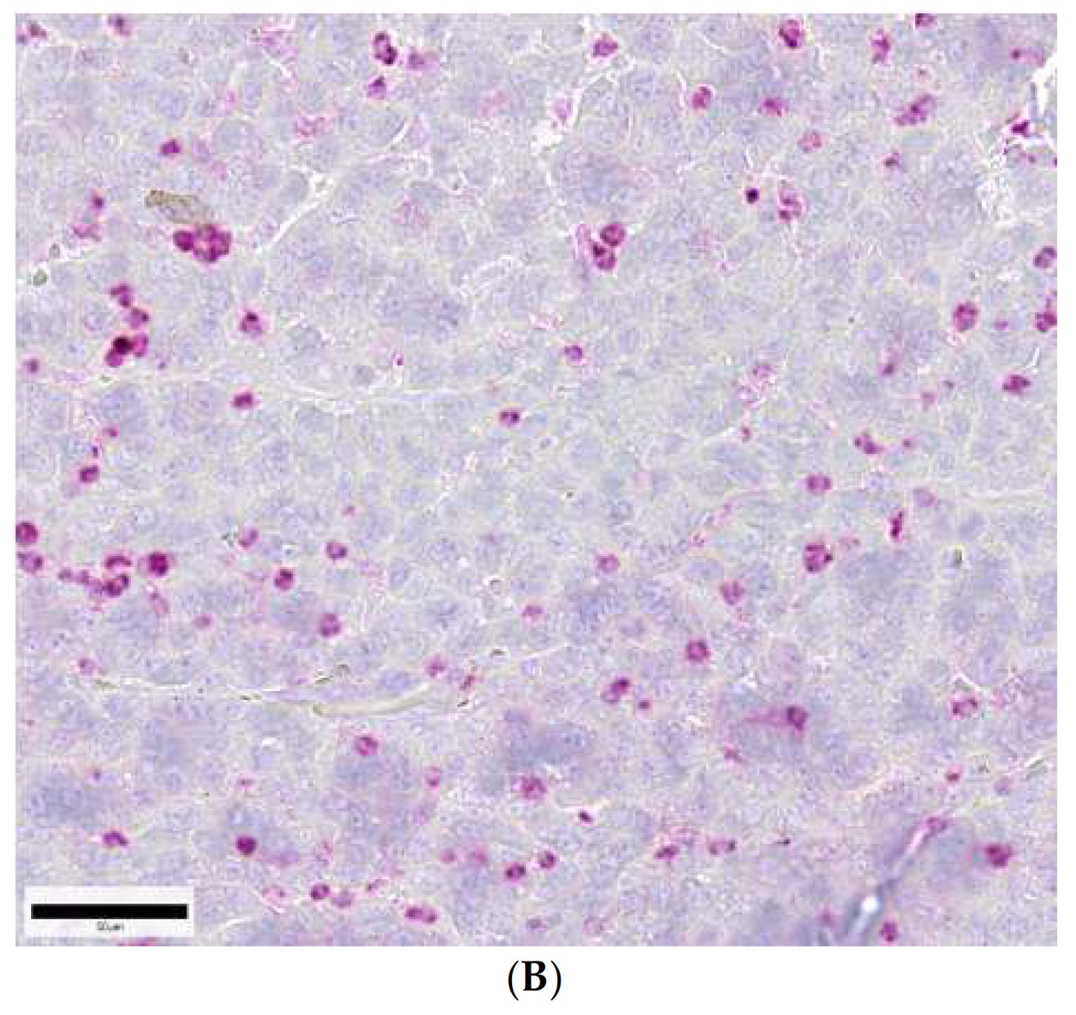 Ijms 22 04213 g004b Ijms 22 04213 g004b