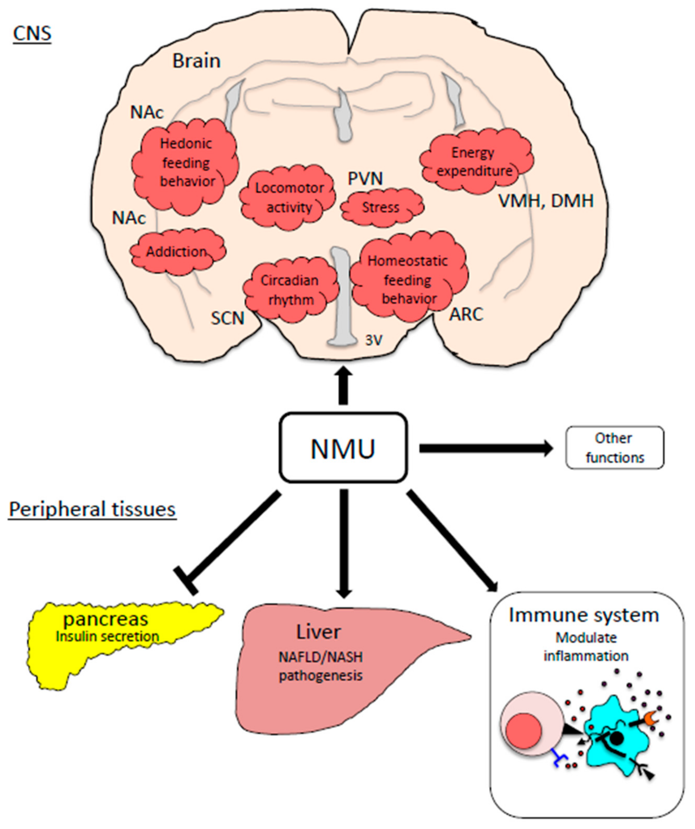 Ijms 22 04238 g002 Ijms 22 04238 g002