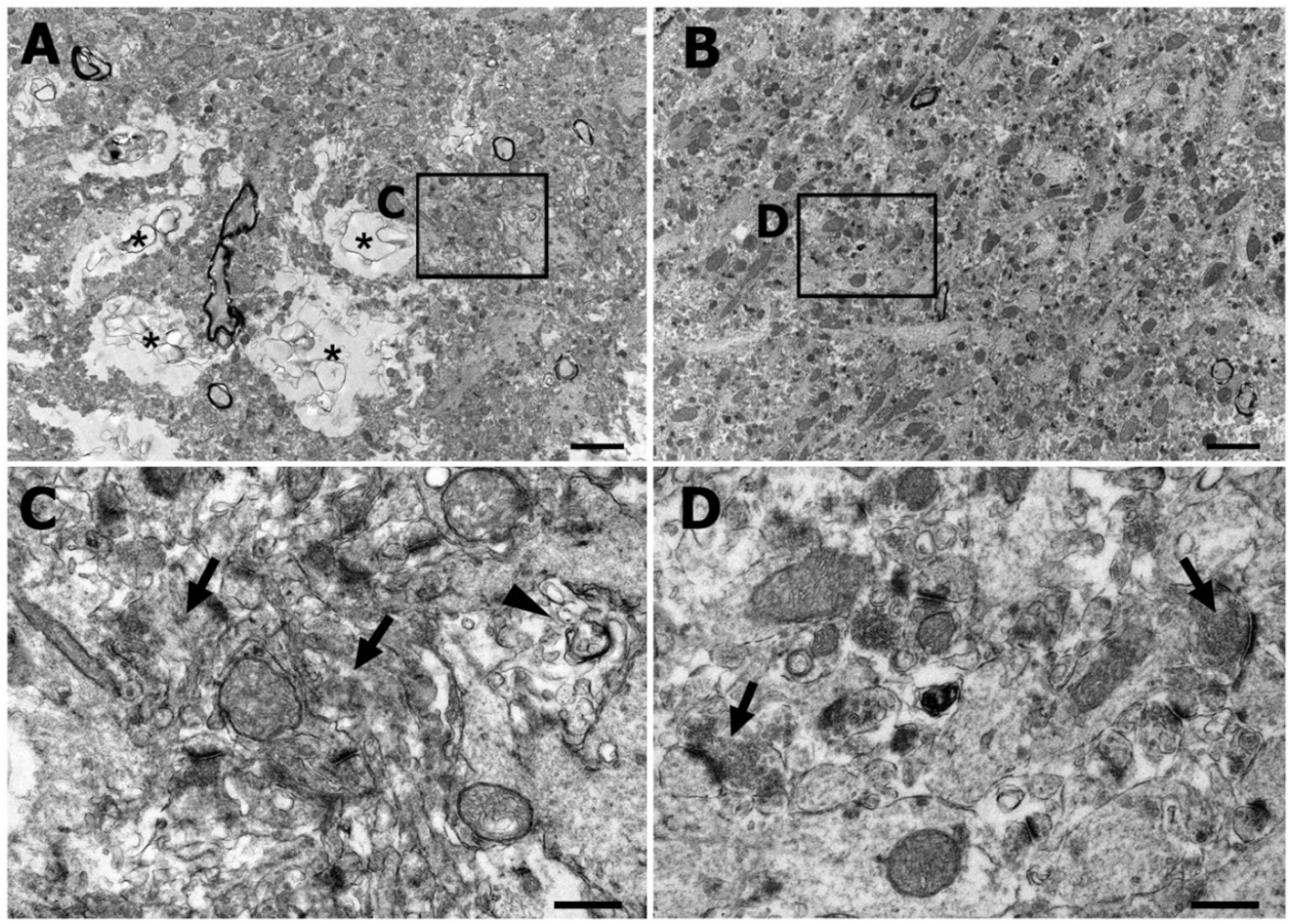 Ijms 22 04273 g002 Ijms 22 04273 g002